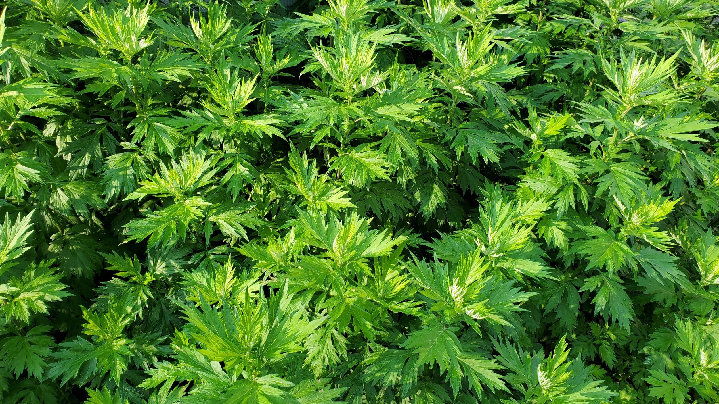 Mugwort: Identification, Uses, and Preparations — The Wild Within Healing