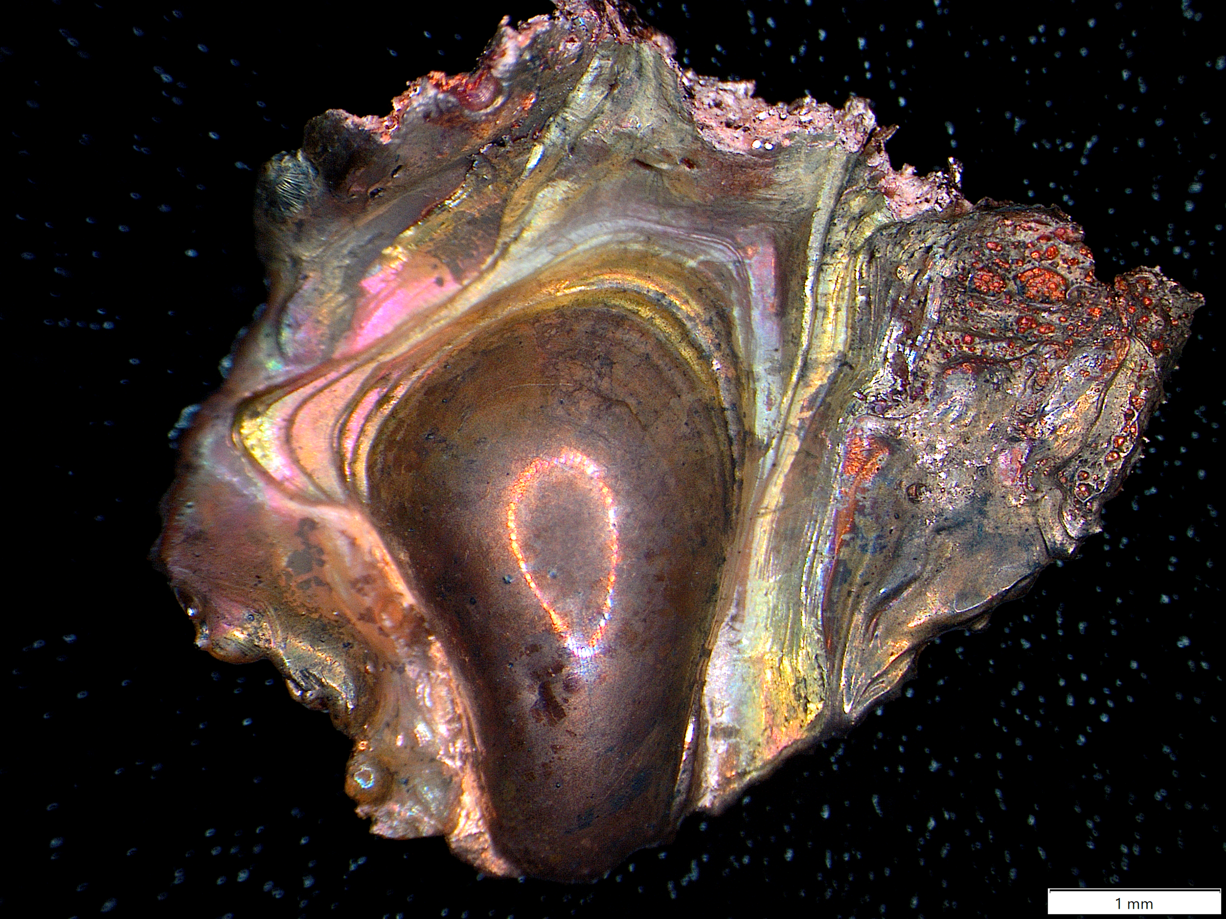 Materials Analysis in an Arc Flash Incident