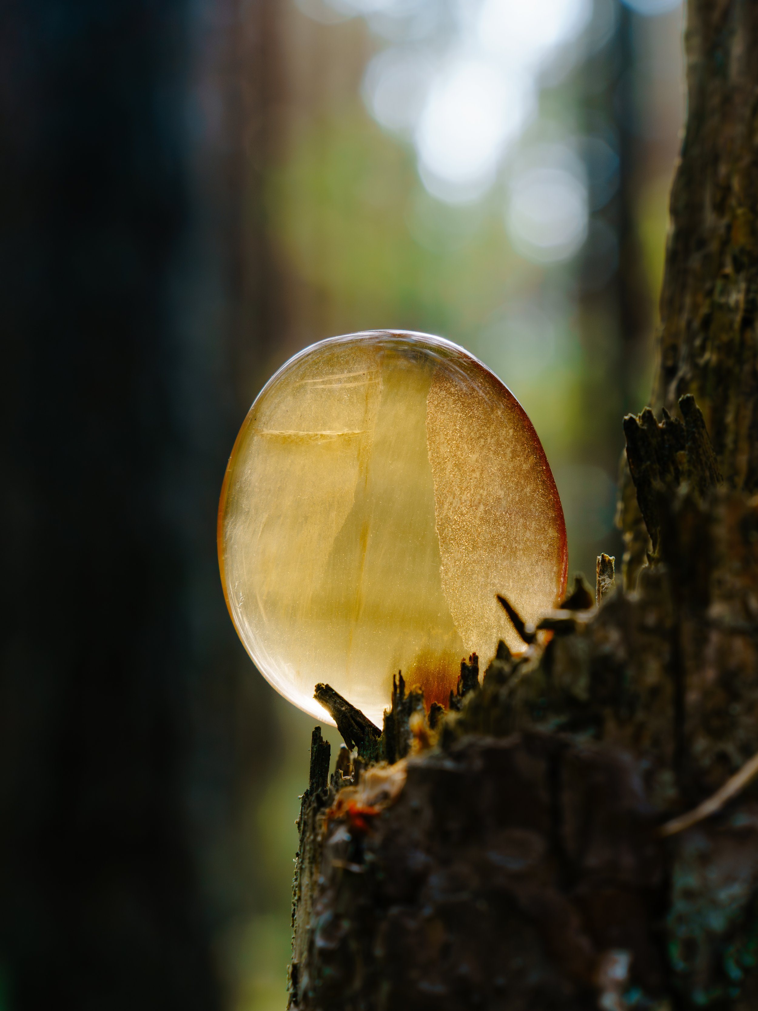 kivikauppa, seraphine, keltainen fluorittii, metsä