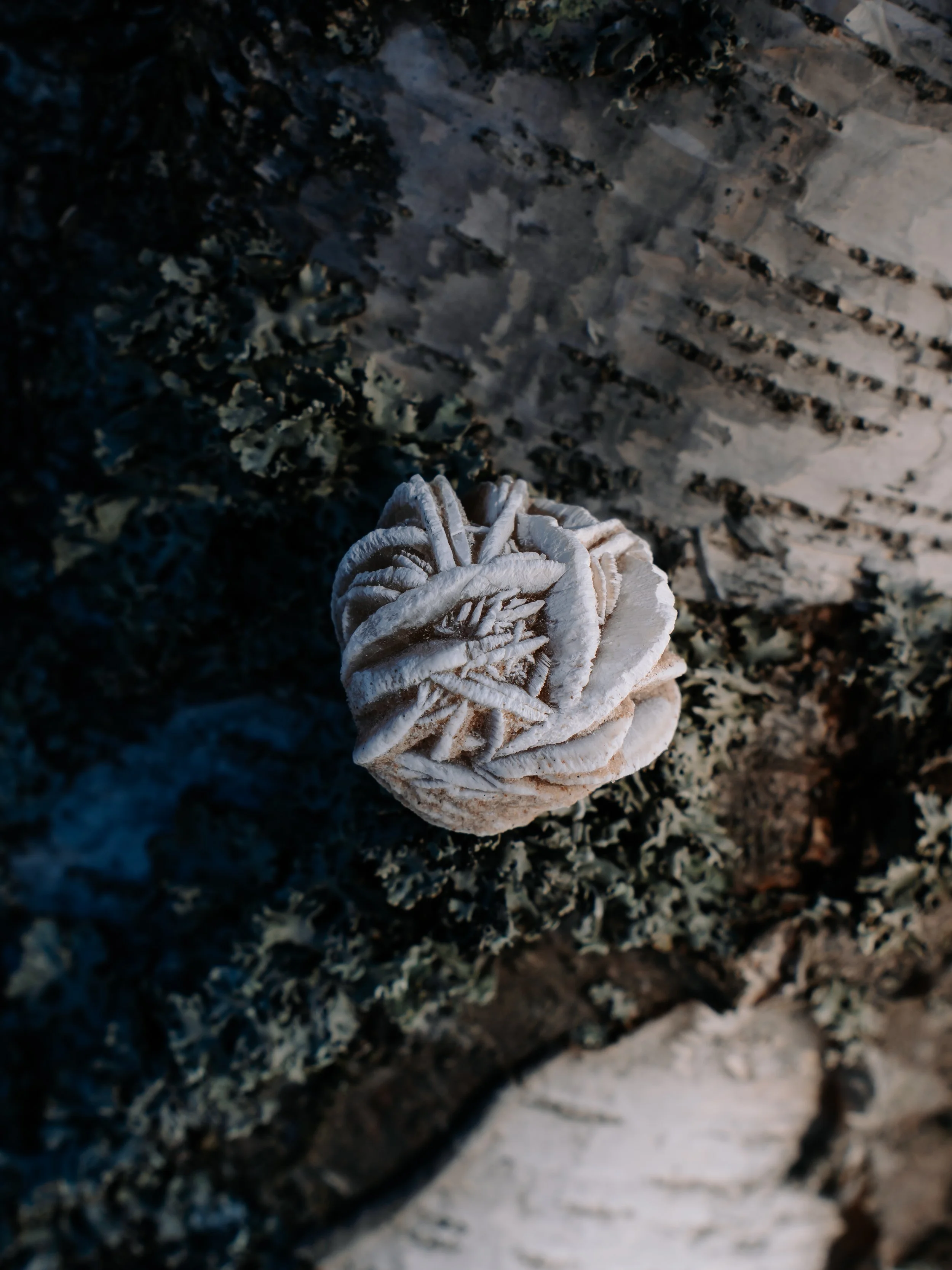 seleniitti aavikkoruusu, kivikauppa seraphine, helsinki