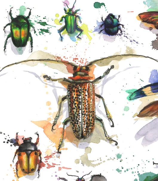 beetles-closeup.jpg
