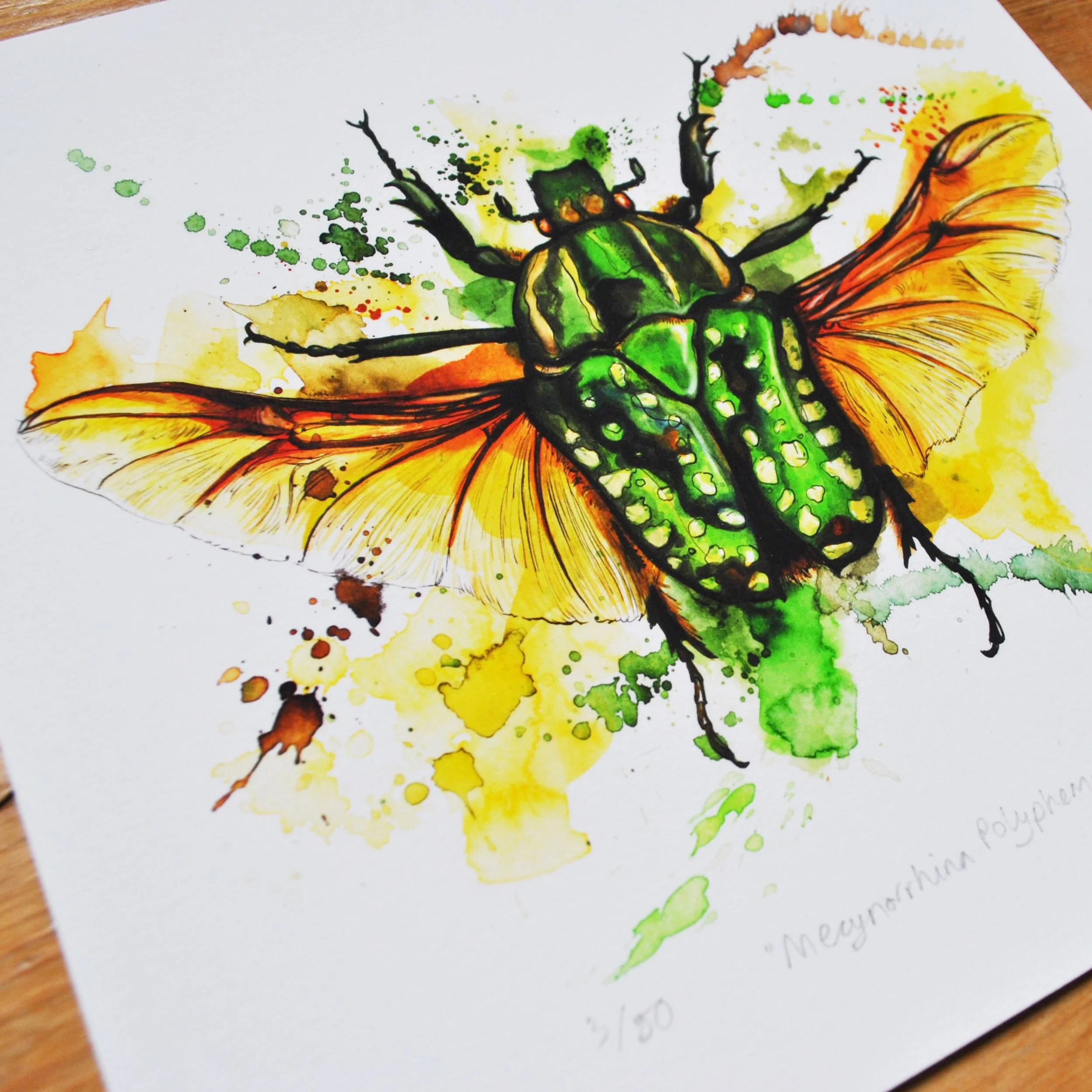 Fruit Beetle2.jpg