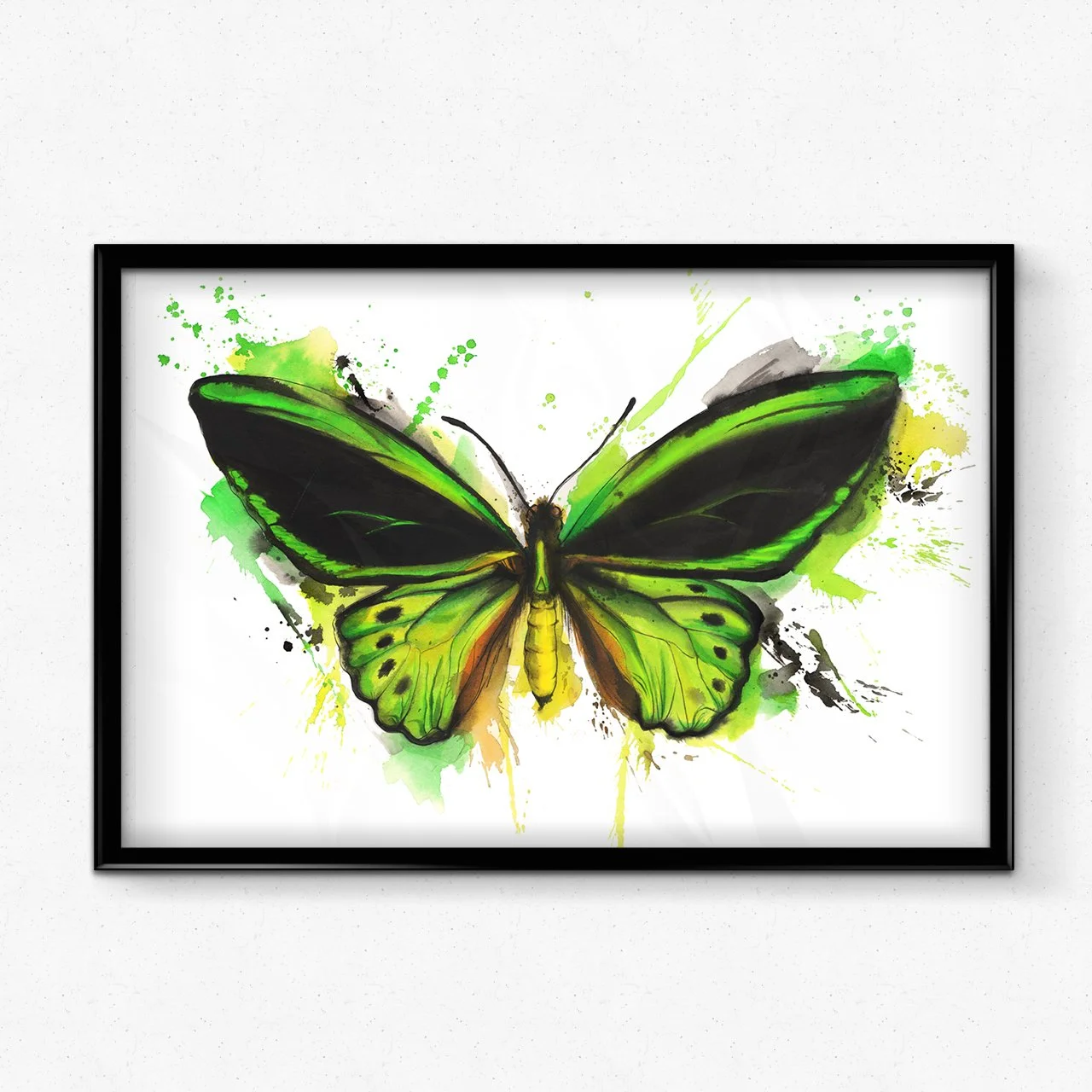 framed insect natural history art