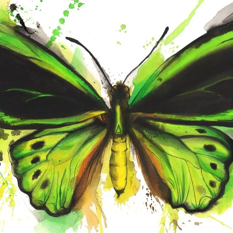 butterfly art print illustration
