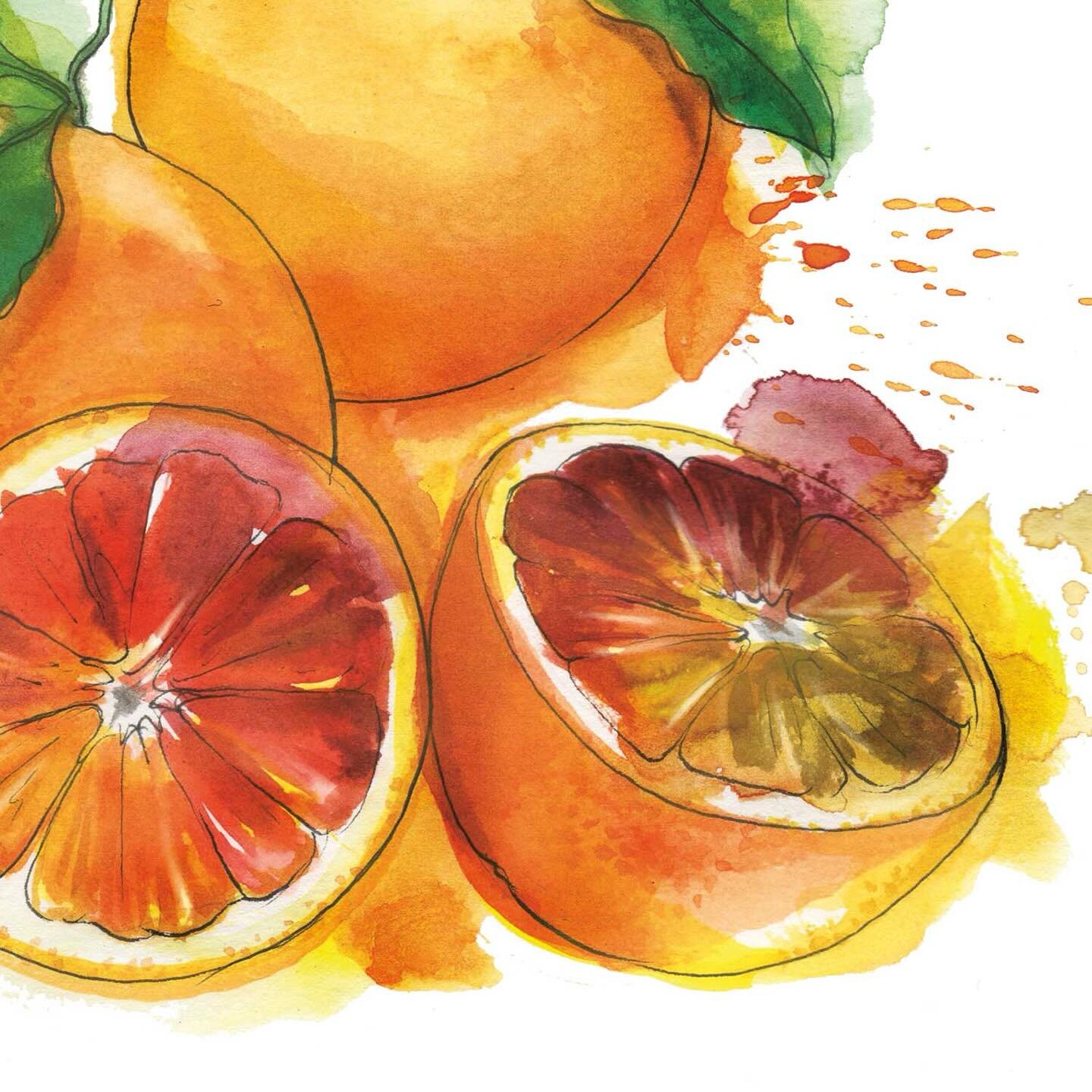 Sevilles, blood and bergamot oranges illustrated for Seasoning, out very soon!

#bookdesign #bookillustration #bookcoverdesign #bookporn #bookstagram #cookbook #seasonal #illustration #illustrator #watercolourfruit