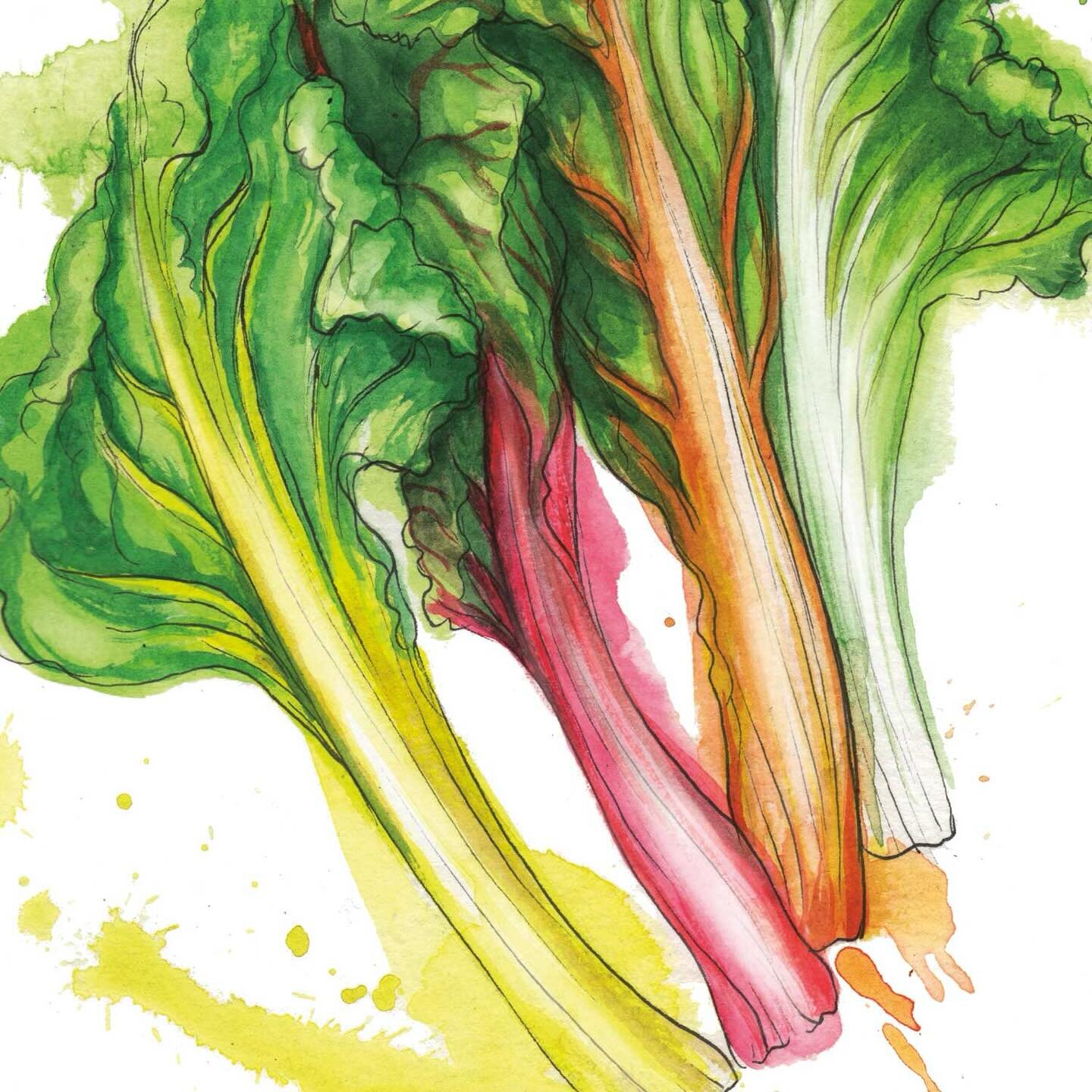 Chard kimchi? Oh yes. 

Ink and watercolour illustration featured in  Seasoning, written by @angela_clutton out in March!

#cannotwait #newcookbook #seasoning #booklaunch #recipes #seasonal #cook #illustration #cookillustration #bookillustration #ill