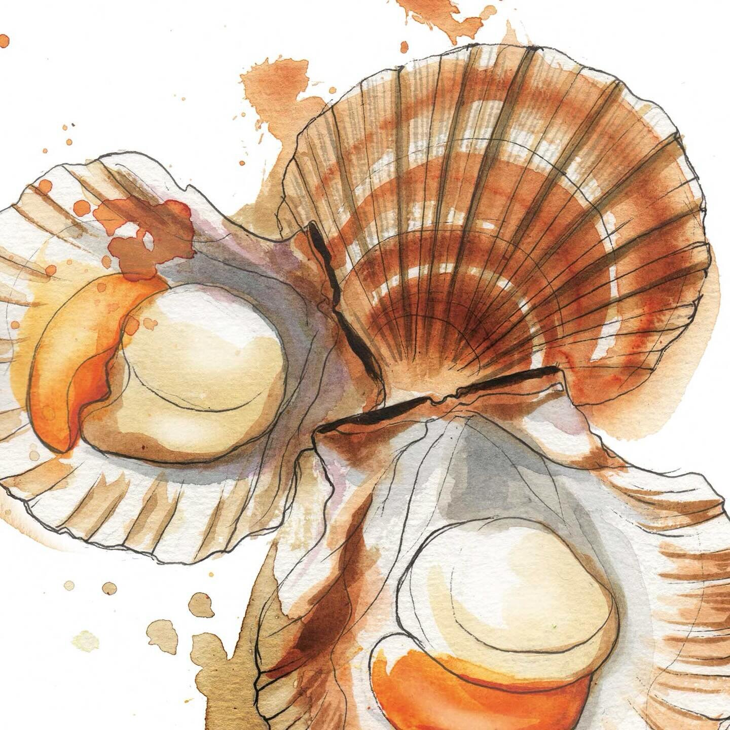 Scallops illustrated for Seasoning, didn&rsquo;t make the cut in the end!

#scallopsillustration #seafoodillustration #fishyfridays #watercolourillustration #inkillustration #freelanceillustrator #bookillustration #cookbook #cooking #recipeillustrati