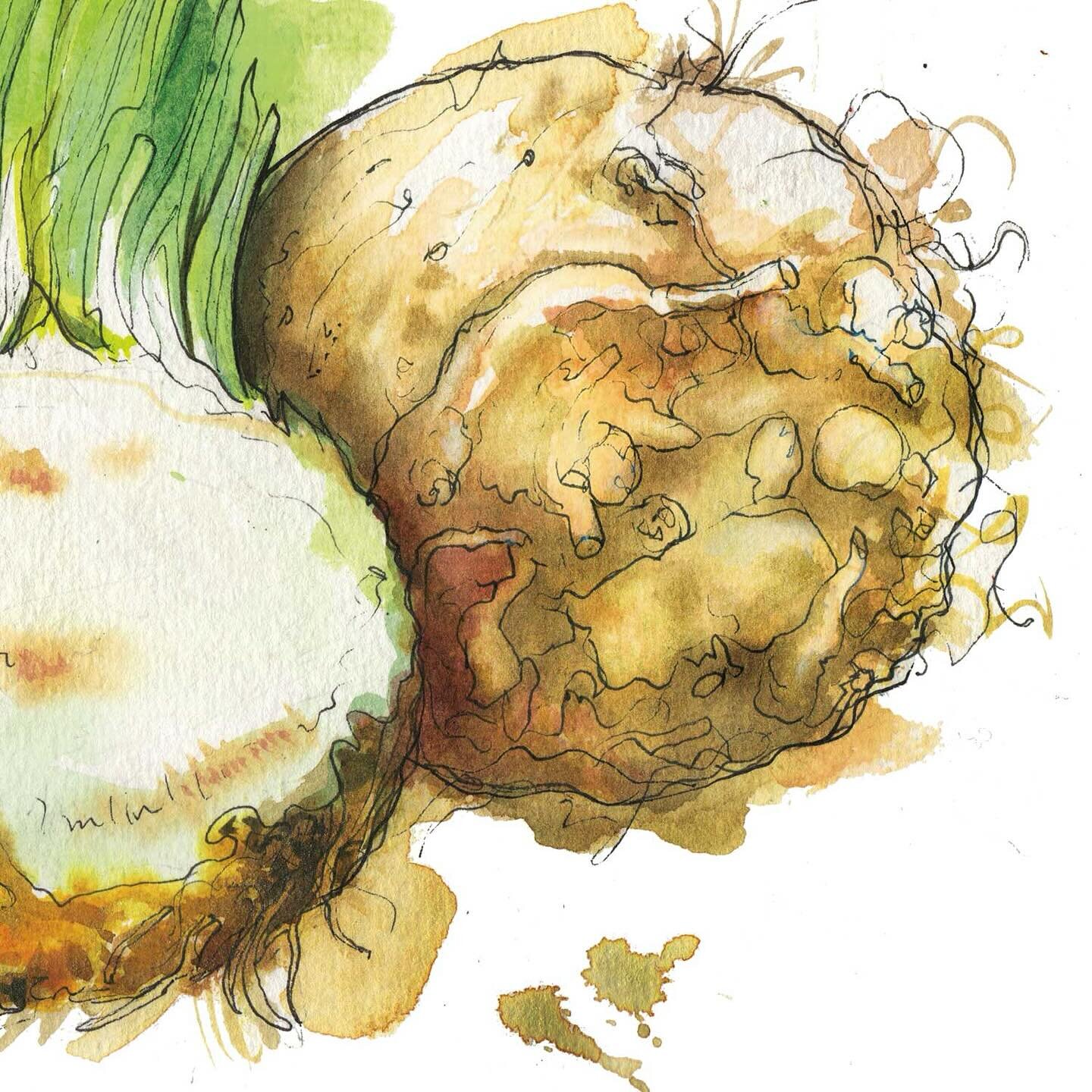 This morning it&rsquo;s a weird and wonderful celeriac illustration for the Winter section of Seasoning, this new brilliant book I&rsquo;ve had the privilege of being commissioned for. 

I&rsquo;ll be posting the illustrations for this book over the 