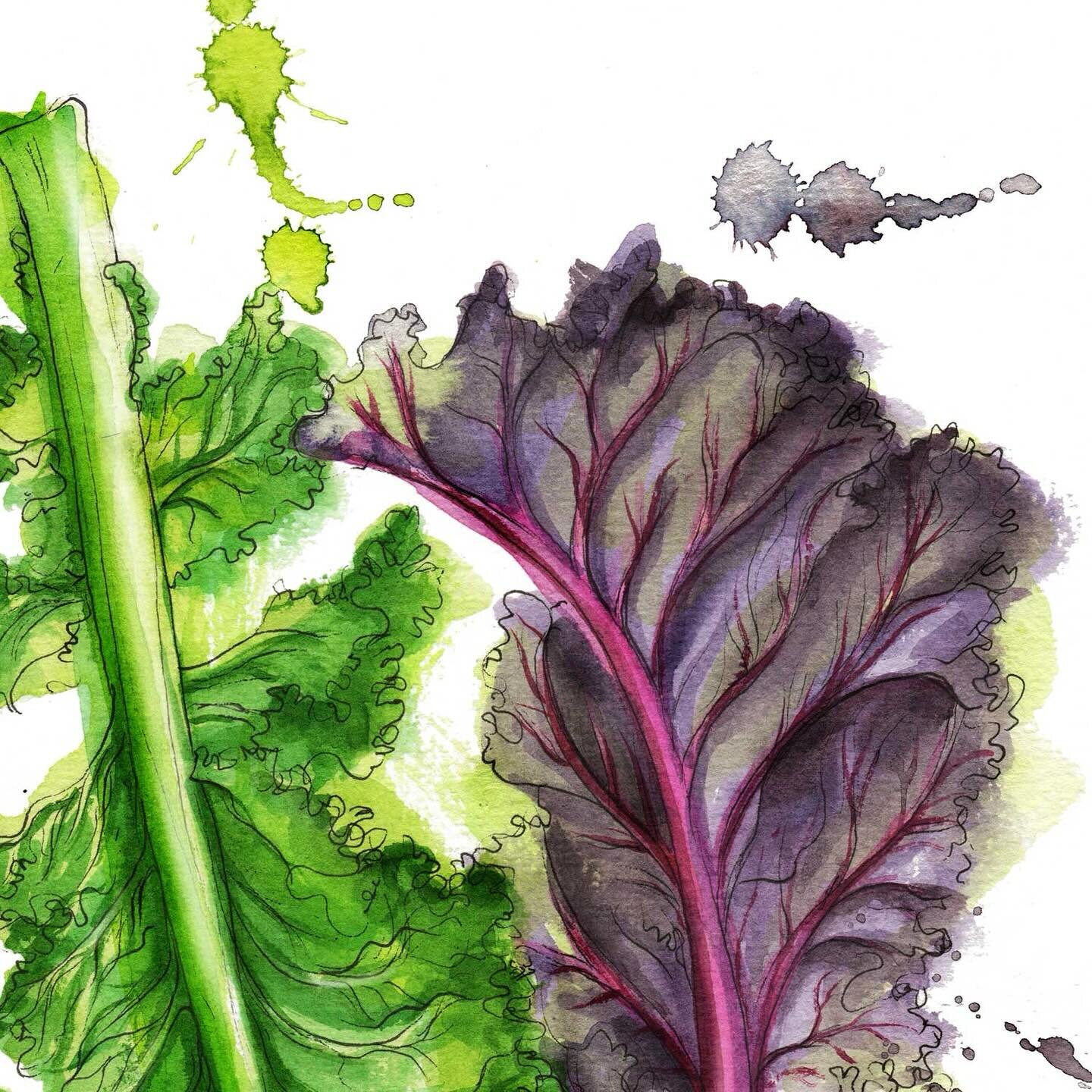 &lsquo;Kalemonath&rsquo; Kale Month is what the Anglo-Saxons called February&hellip; 🥬 illustrated for Seasoning, out in just a month! 

#bookdesign #cookbookillustration #nonfictionlustration #foodillustration #bookillustration #bookstergram #bookp
