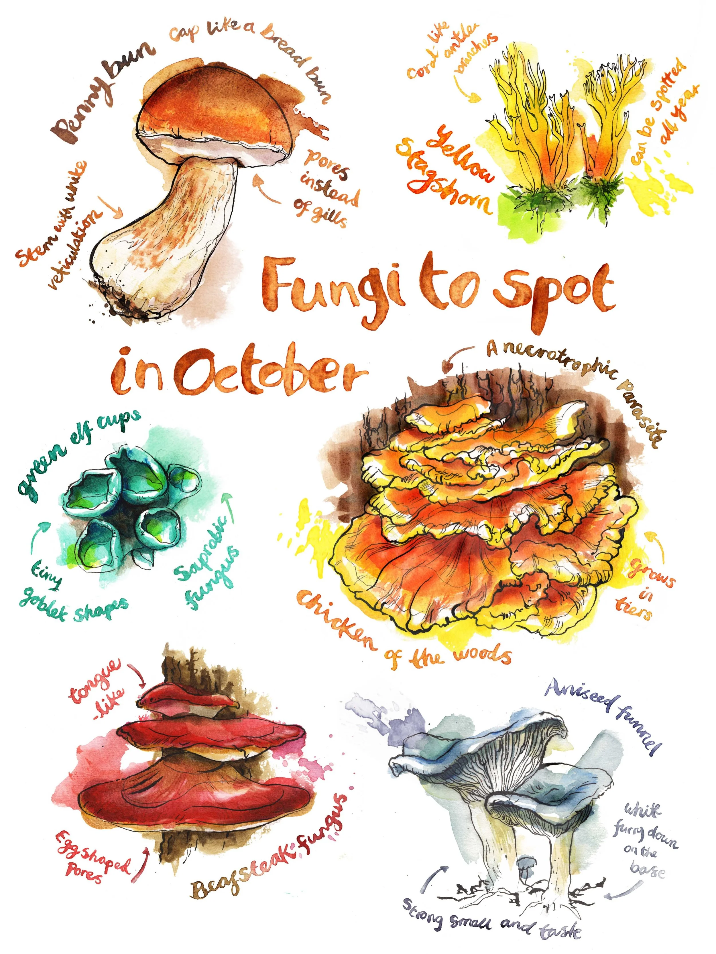 A few autumn fungi illustrations 🍄&zwj;🟫 

#nonfictionillustrations #fungiillustration #publishing #naturalhistoryillustration #bookillustration