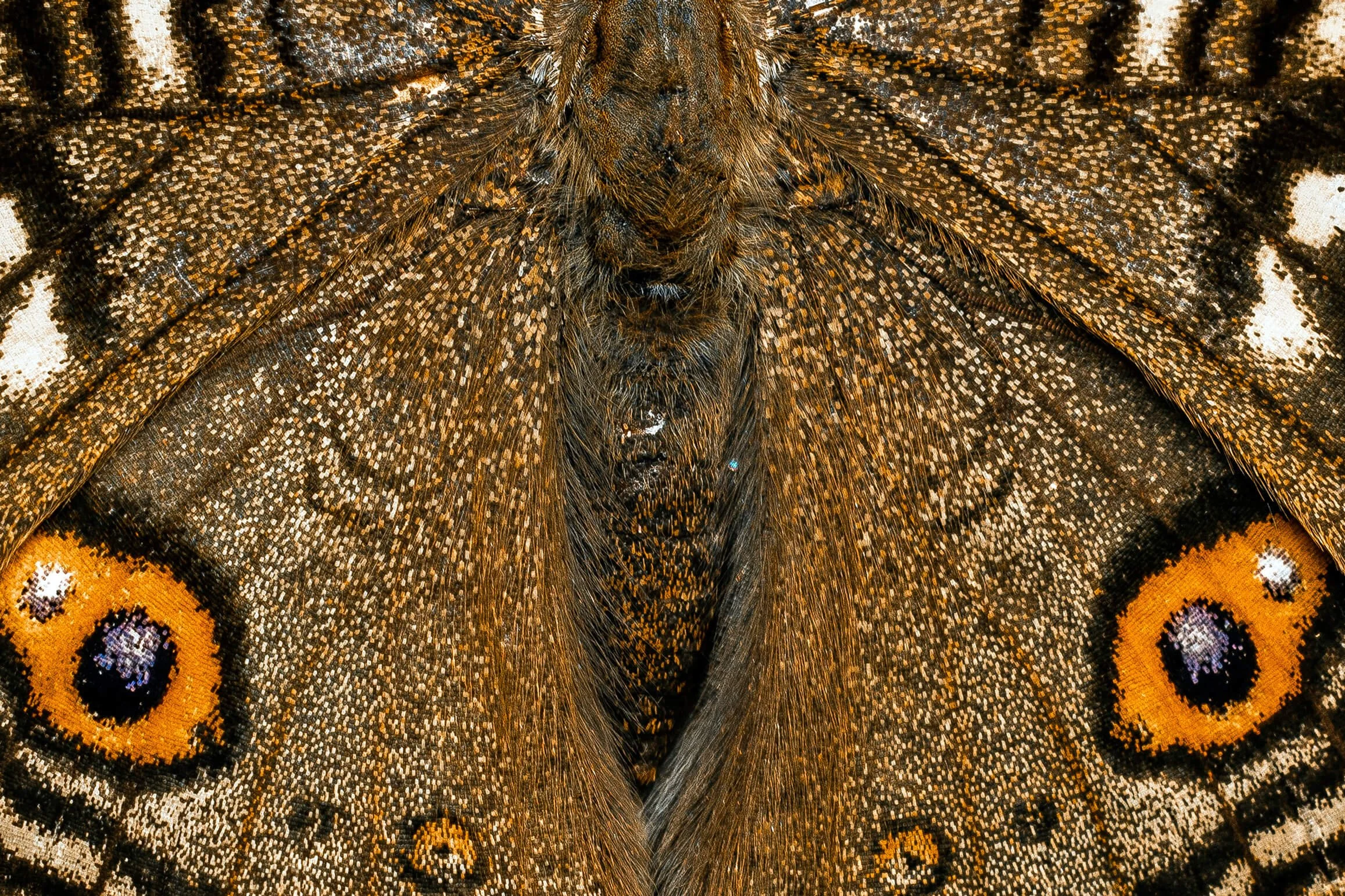 Mastering the Art of Macro Photography: Capturing the Tiny World of ...