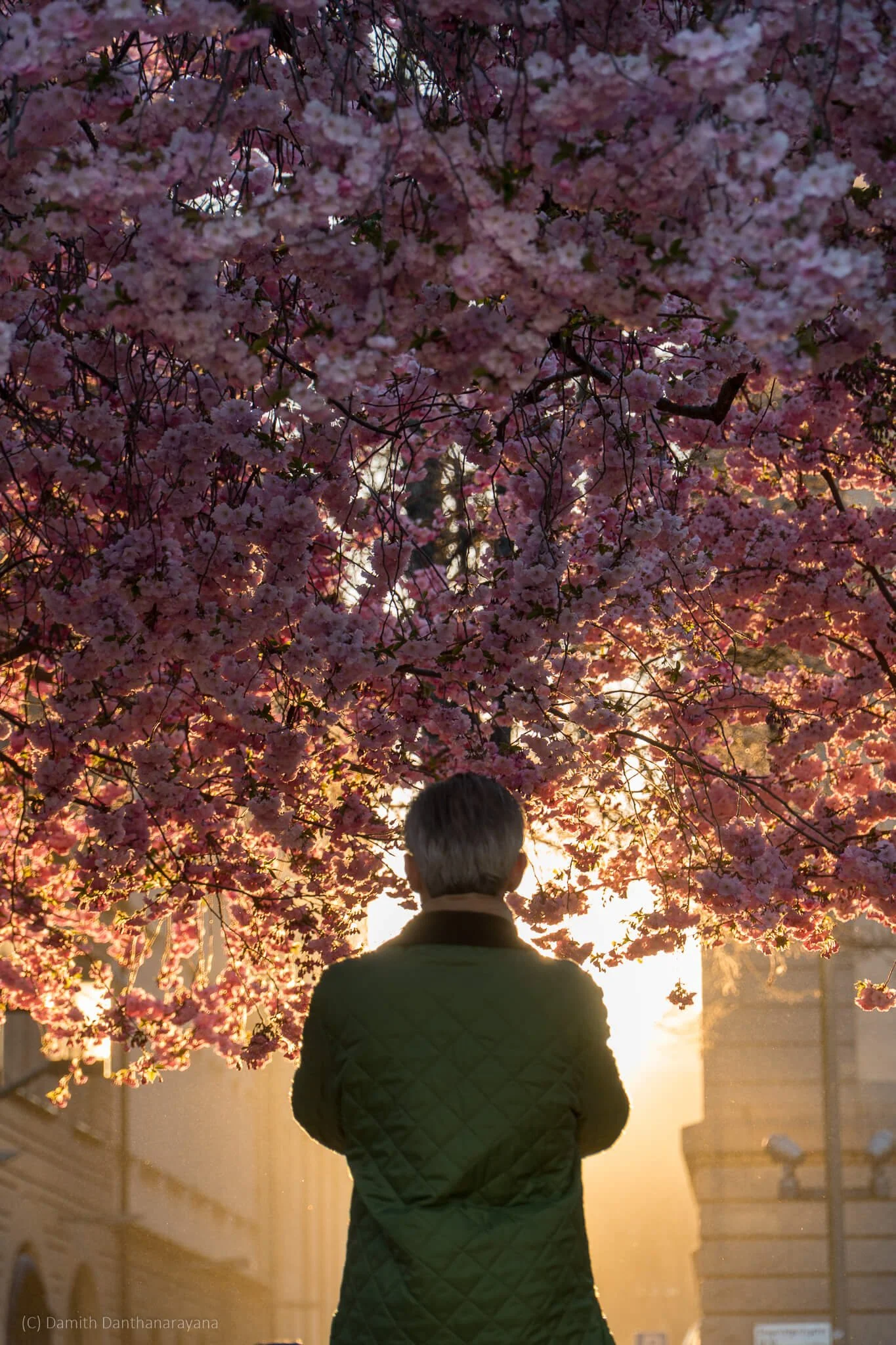 A person in a green quilted jacket stands facing the warm light as it filters through dense pink sakura branches, creating a glowing canopy overhead.