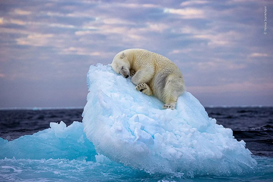 Wildlife Photographer of the Year People's Choice Award Winner — Damith ...