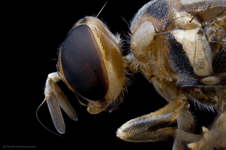 Micro Close. Image Understanding Close-Up, Macro, Extreme Macro, and Micro Photography ...