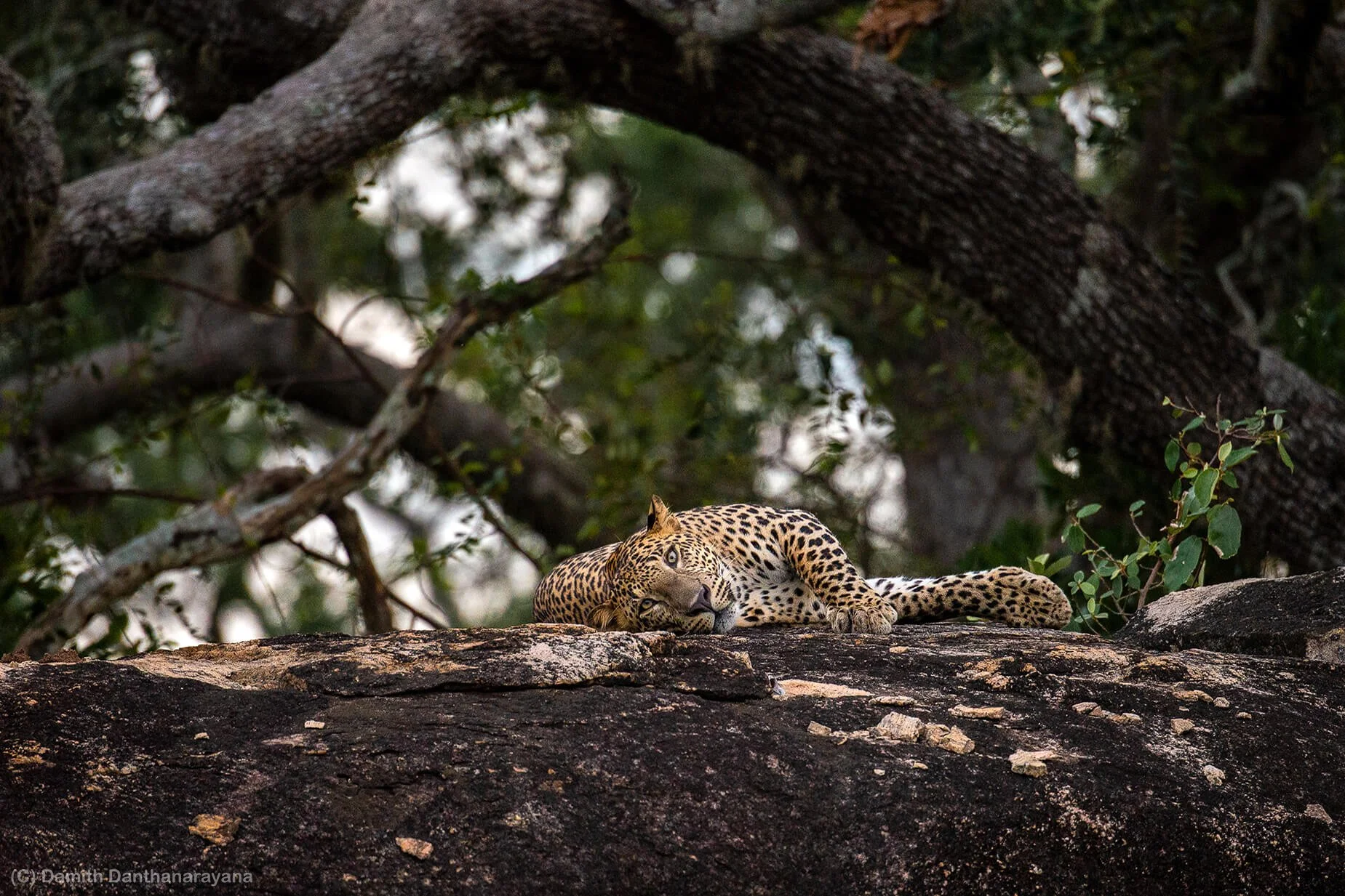 Sri Lankan leopards (Panthera pardus kotiya) — Damith Danthanarayana