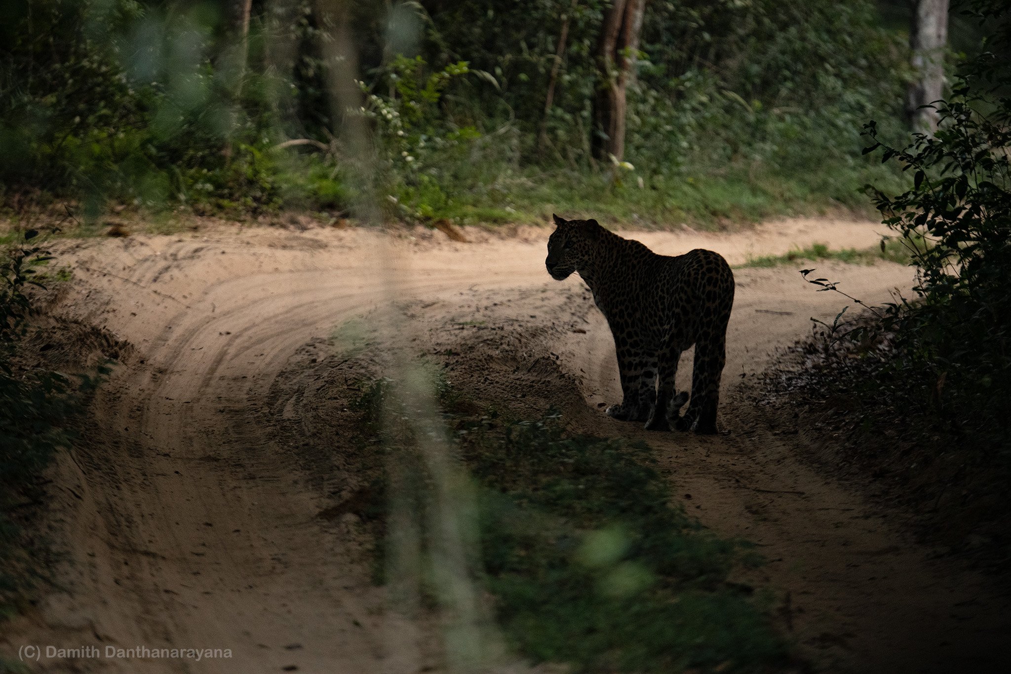 Sri Lankan leopards (Panthera pardus kotiya) — Damith Danthanarayana