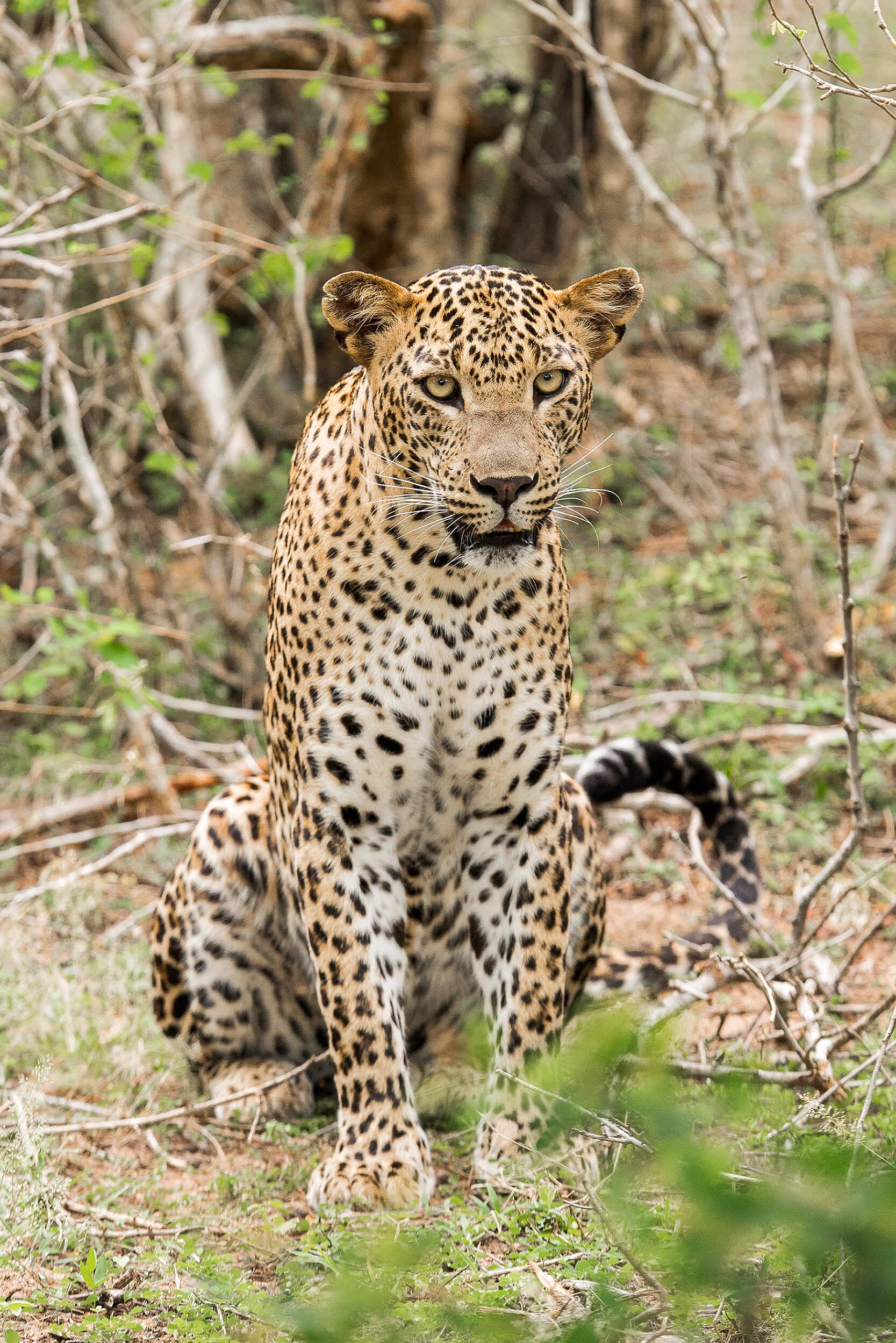 Sri Lankan leopards (Panthera pardus kotiya) — Damith Danthanarayana