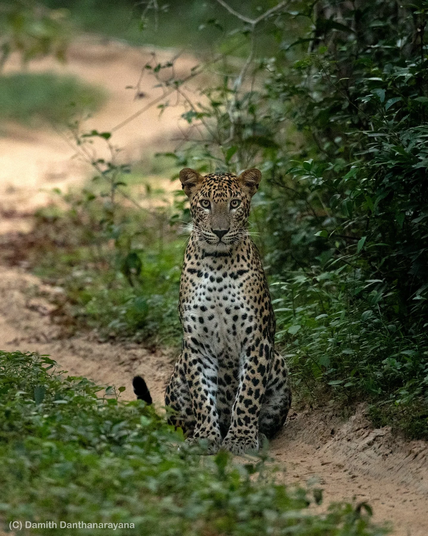 Sri Lankan leopards (Panthera pardus kotiya) — Damith Danthanarayana