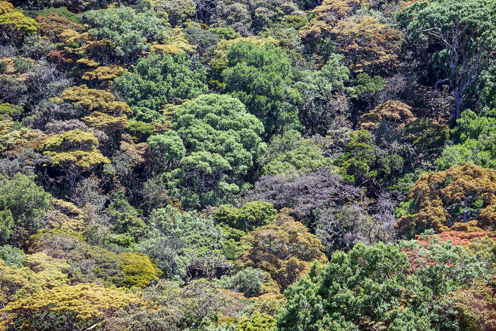 Horton Plains National Park, located in the central highlands of Sri Lanka
