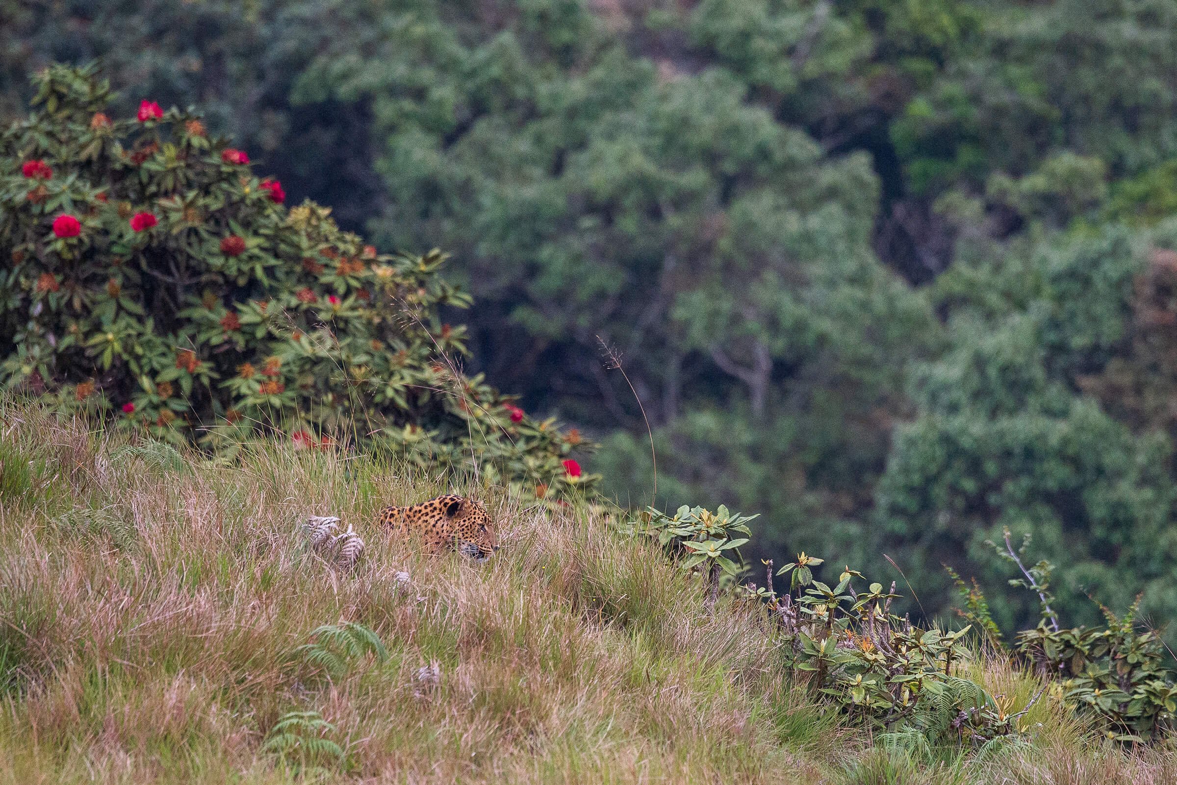 Horton Plains National Park, located in the central highlands of Sri Lanka