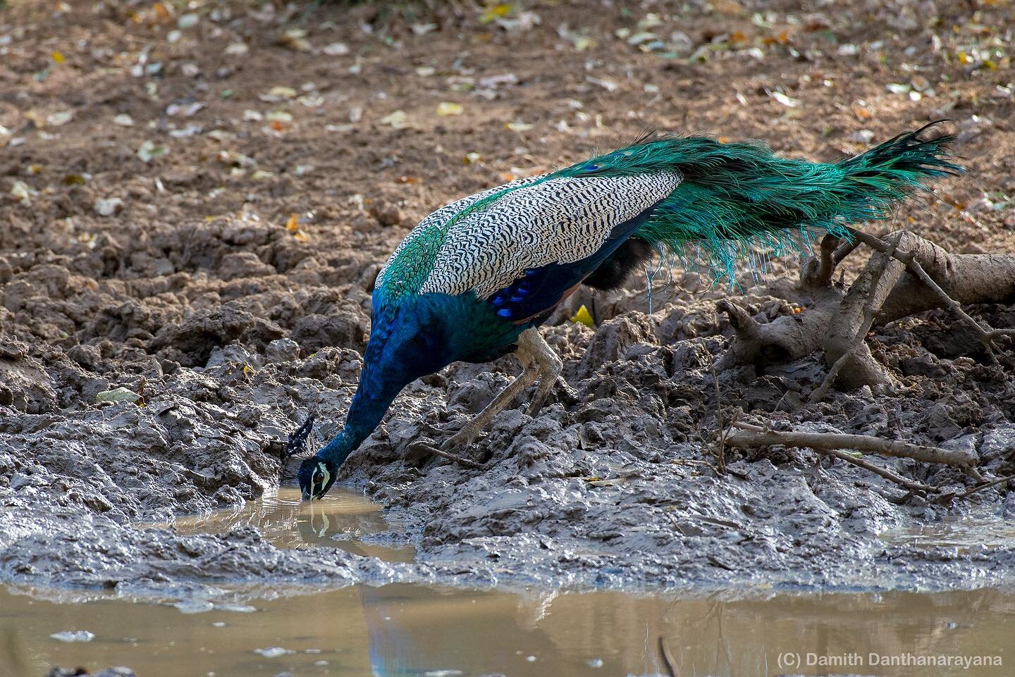 I took this photo of a Peacock quenching its thirst during the dry season at Yala National Park, Sri Lanka.

#peacock #peafowl #srilanka #srilankatravel #yala #yalanationalpark #bird #birdphotography #water #photography #wildlife #wildlifeonearth