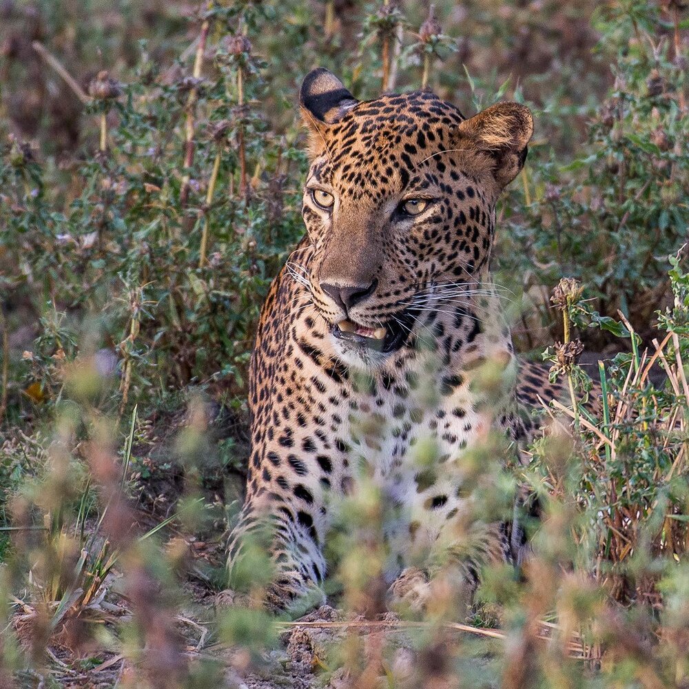 Sri Lankan Leopard 
.
.
.
.
#srilanka #leopard #wildlife #wildlifeonearth #wildlifeofinstagram #wildanimals #bbcearth #earthfocus #earthcapture #bbcwildlife #bbcwildlifepotd #bbcwildlifemagazine #natgeo #natgeowild