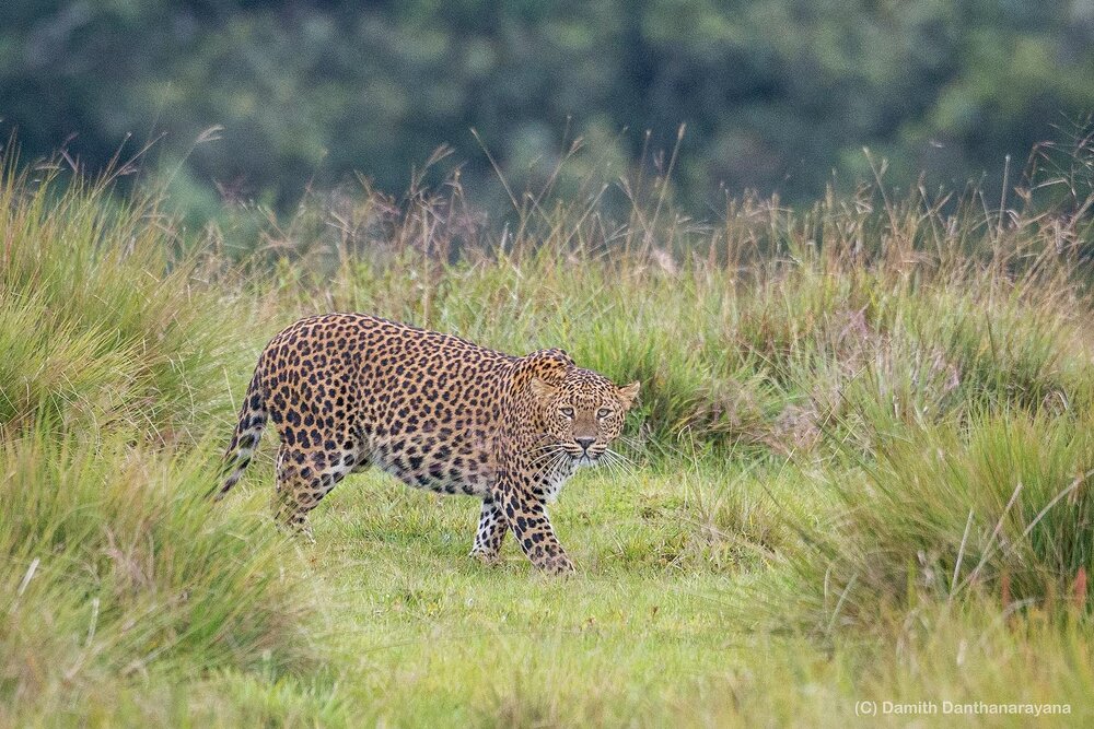 A Leopard at Horton Plains, Sri Lanka 
.
.

.

#leopard #srilanka #srilankatravel #wildlife #srilankanleopard #naturettl #bbcwild #bbcwildlifepotd #natgeowild #animalplanet #earthcapture