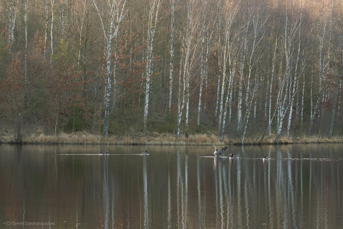 From Peaceful Trails to Reflective Waters at Torvsj&ouml;n:
A few days ago, I visited the beautiful Torvsj&ouml;n in Halland and captured its tranquil charm through my lens. The serene trails, surrounded by lush greenery, and the still waters offered