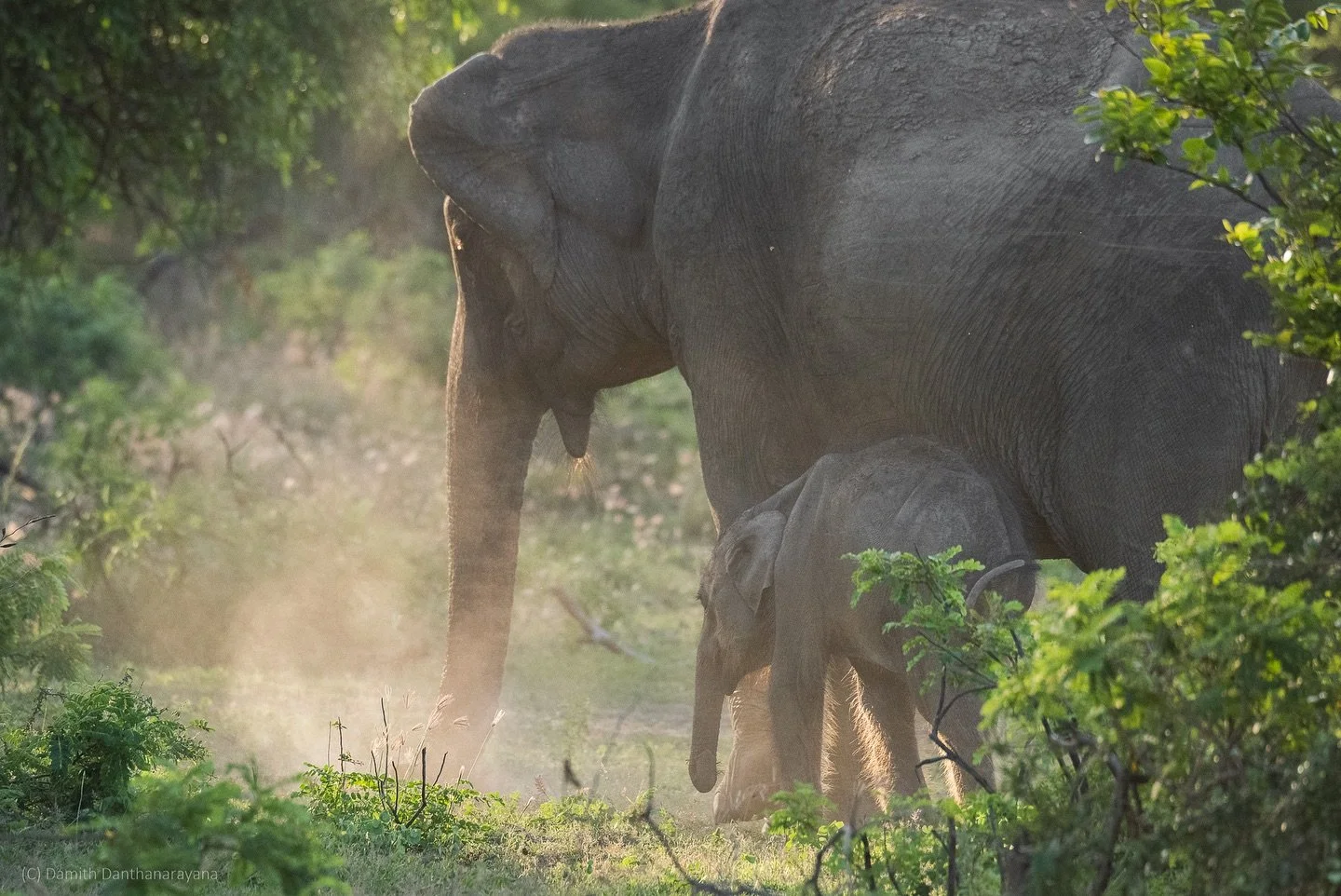 Sri Lankan elephants in their natural habitat 🐘
.
.
.
.
#elephant #elephantlove #srilanka #srilankatravel #yalanationalpark #wildanimals #wildlife #bbcwildlife #bbcwildlifepotd #bbcwildlifemagazine #natgeowild #earthfocus #earthcapture