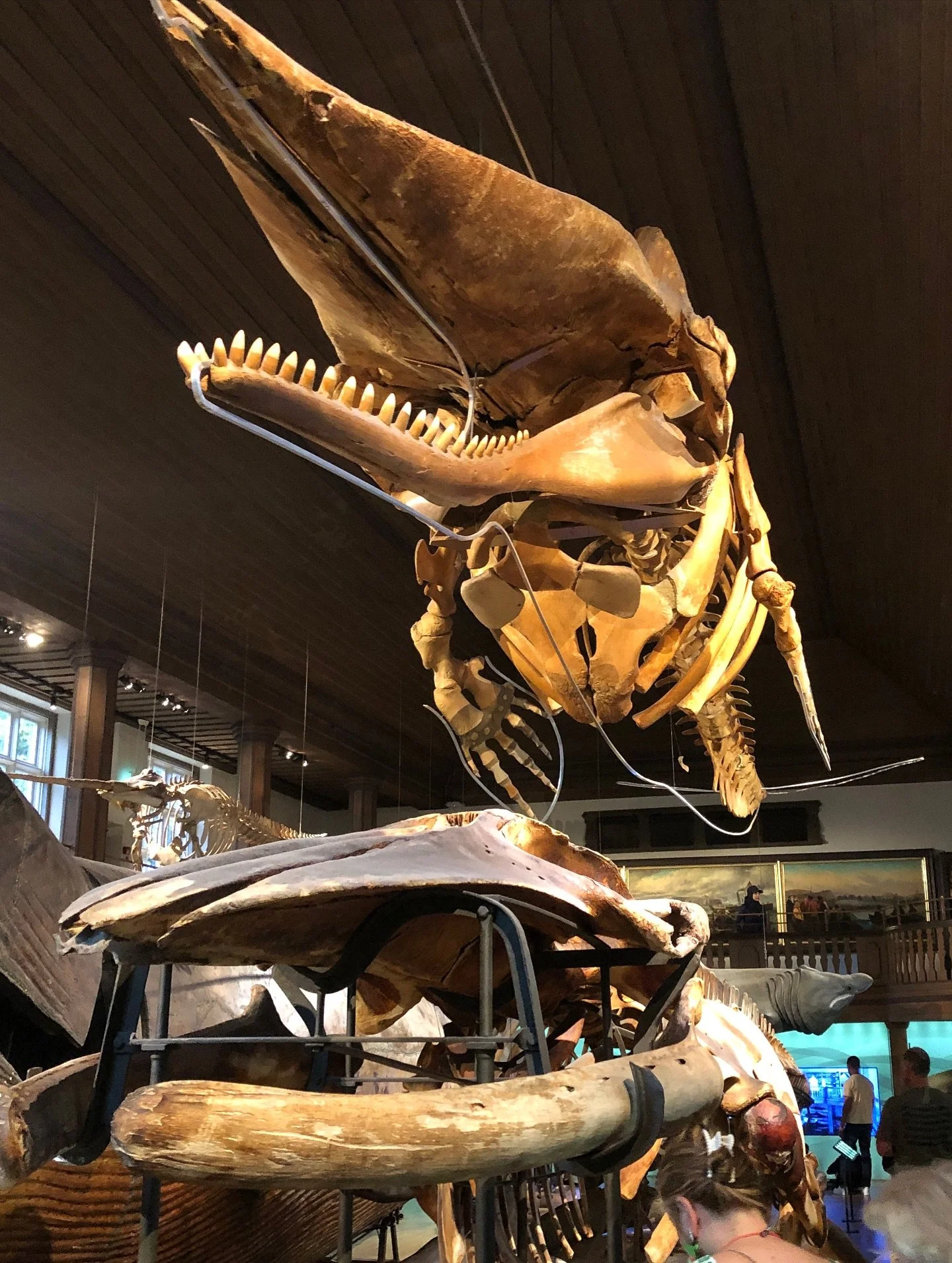 Gothenburg’s Natural History Museum in Sweden (Göteborgs Naturhistoriska museum). This museum has a collection of about 10 million animals. 
https://www.damithdanthanarayana.com/blog/gothenburg-museum-of-natural-history
#sweden #gothenbu
