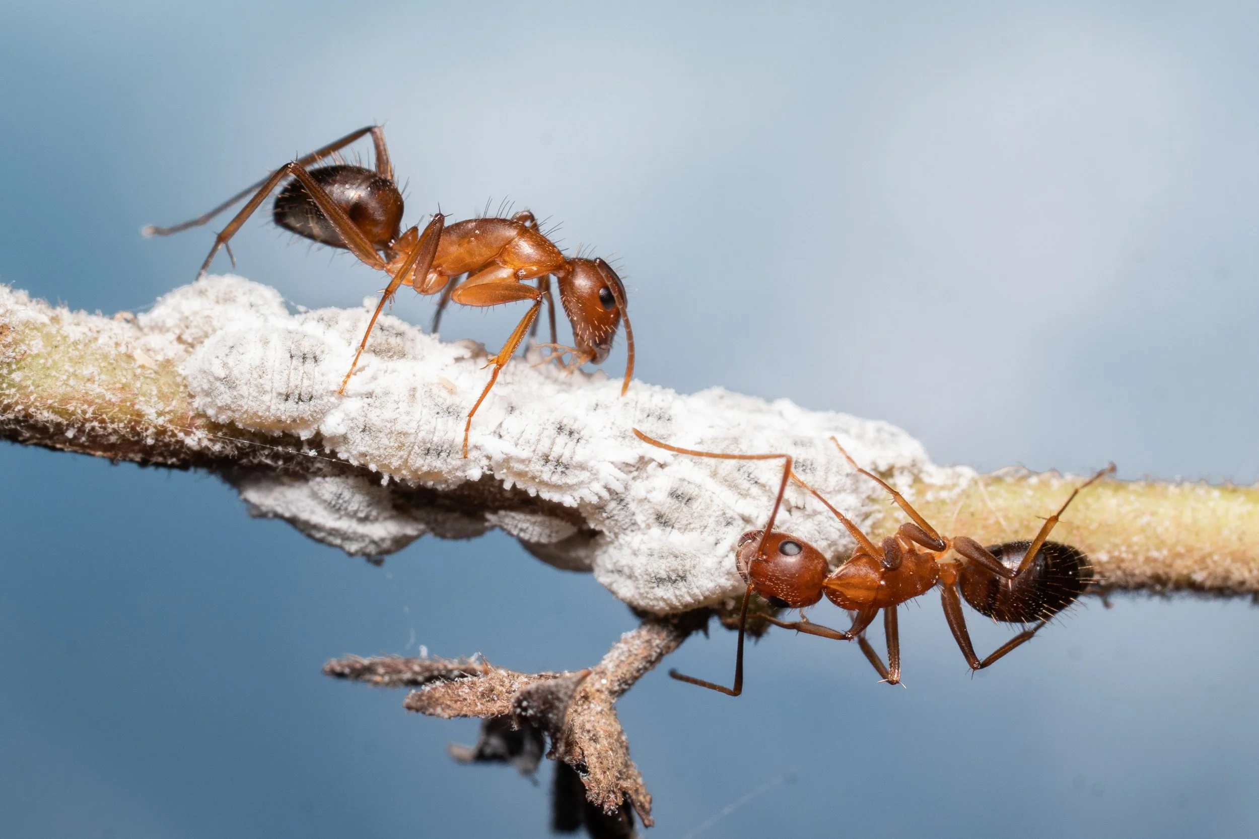Your Beginner's Guide to Stunning Macro-Insect Photography — Damith ...