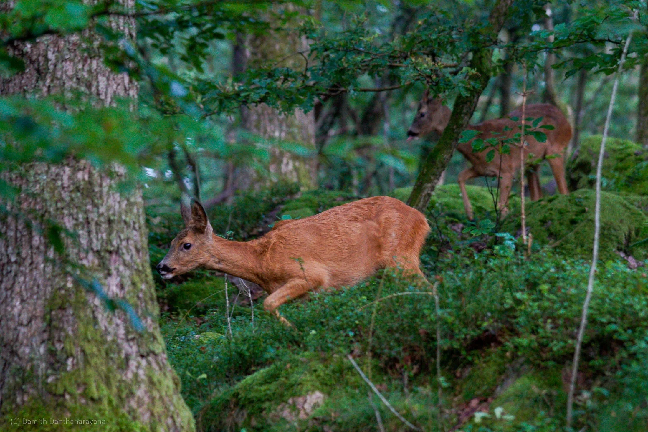 Exploring Slottsskogen Park and Zoo (Slottsskogens djurpark) – A Must-Visit in Gothenburg