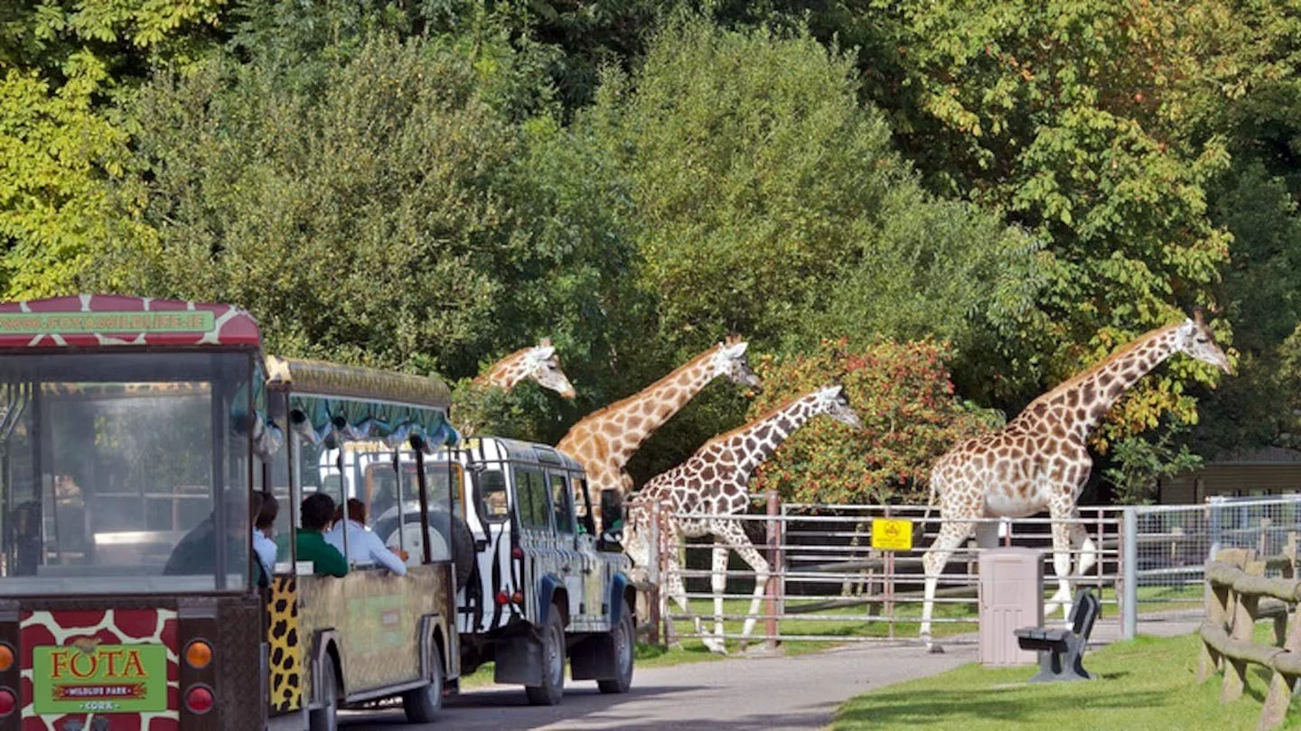 Fota Wildlife Park Your Guide To Tickets Reviews And Nearby Hotels 