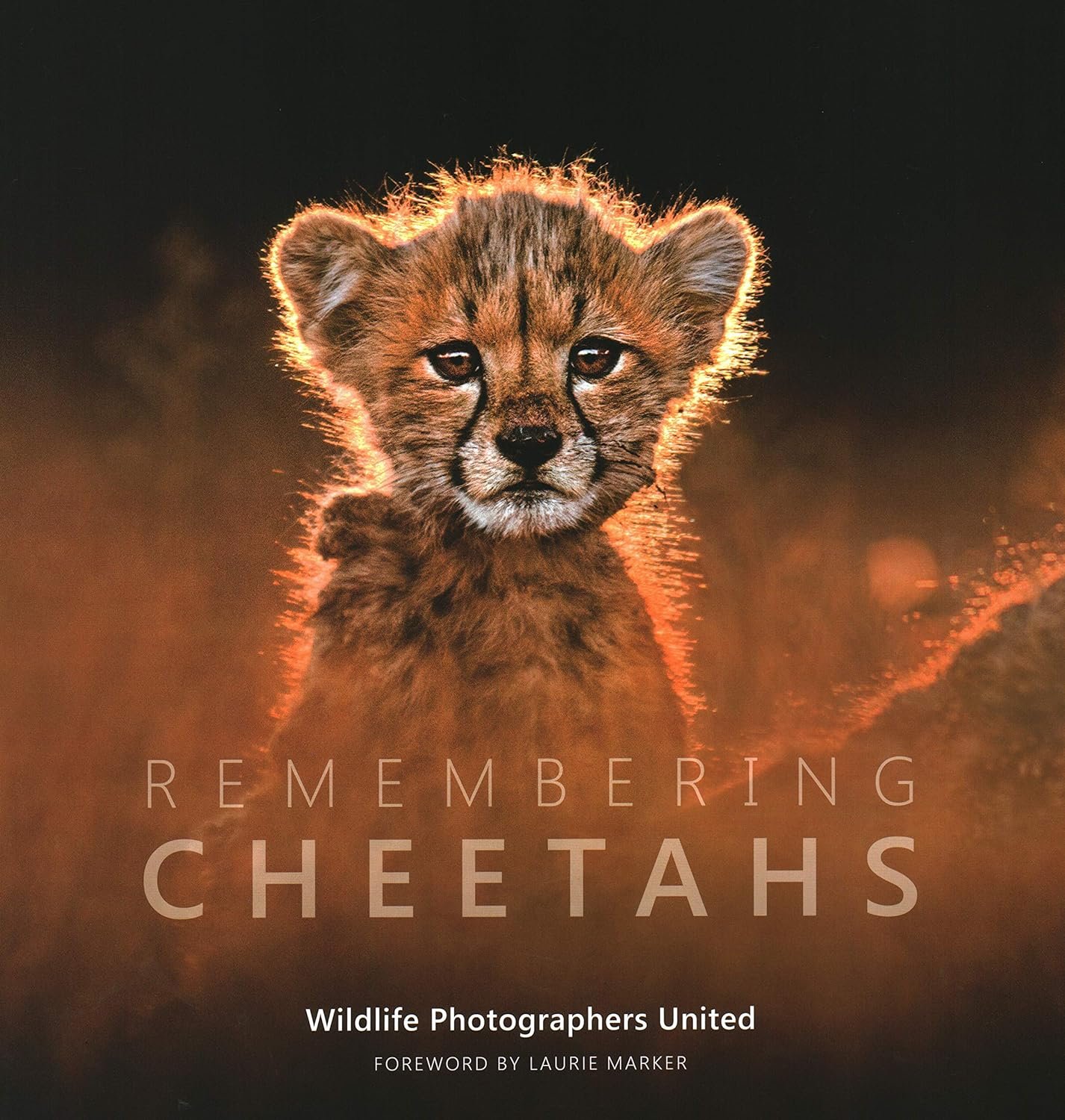 Remembering Cheetahs: Remembering Wildlife (Copy)