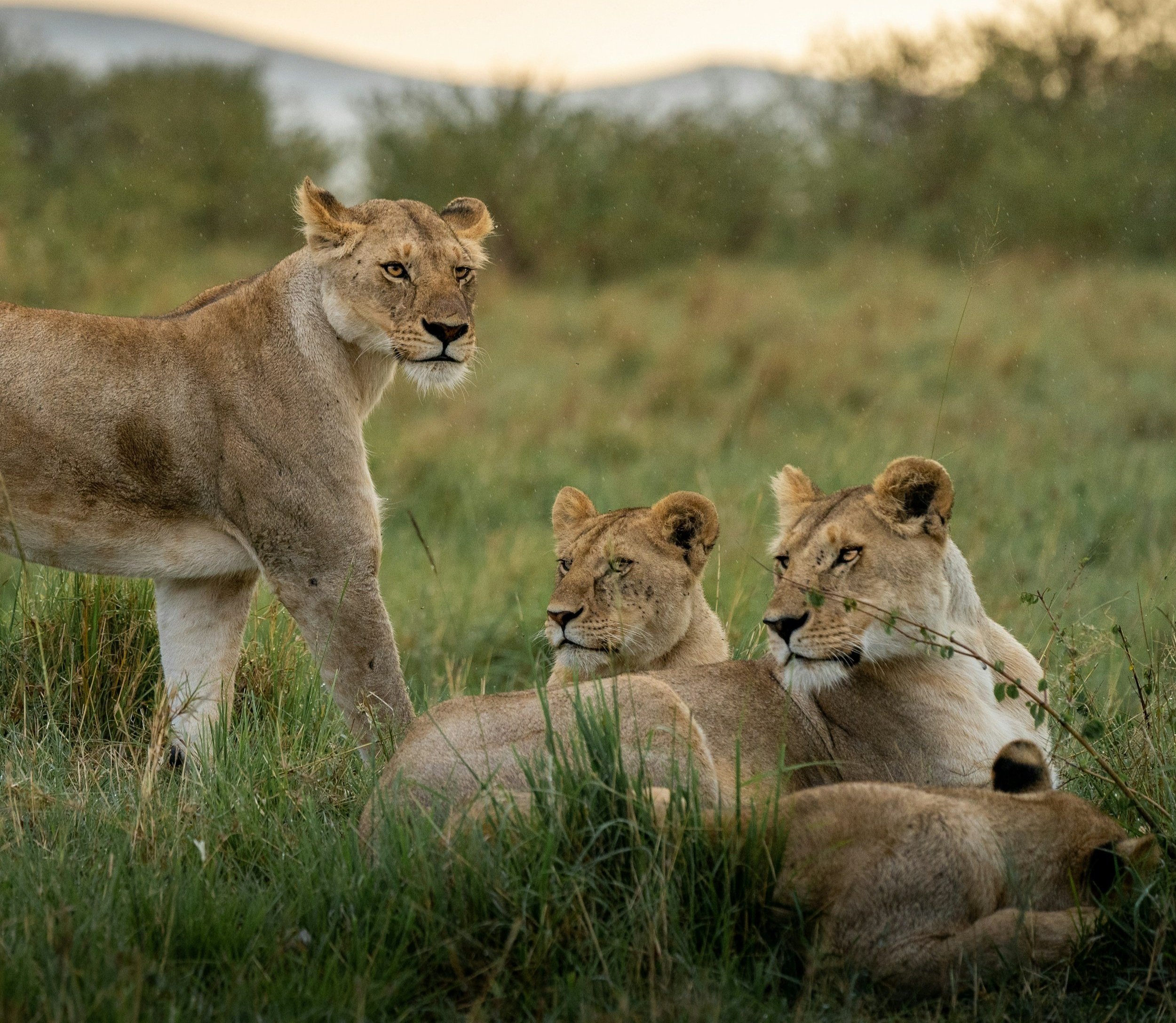 10 Essential Wildlife Photography Tips For Stunning Shots Damith 