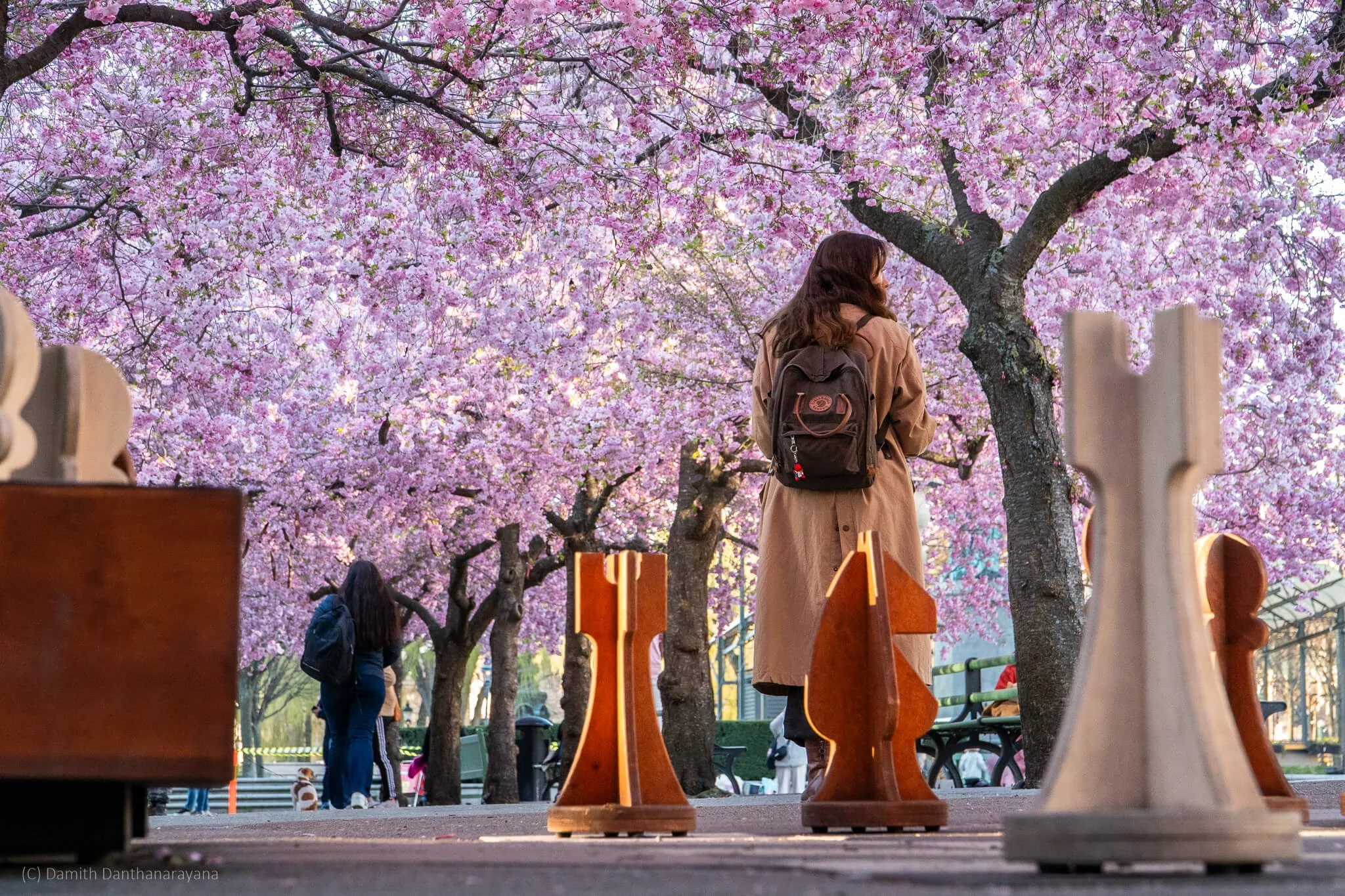 A creative low‑angle view of the cherry blossom walkway in Kungsträdgården, Stockholm, featuring large wooden chess pieces in the foreground and vibrant pink sakura trees forming a canopy above.