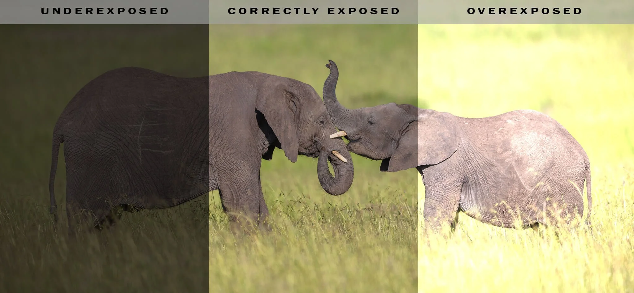 Exposure Def Exploring Exposure in Photography: A Beginner's Ultimate Guide — Damith ...