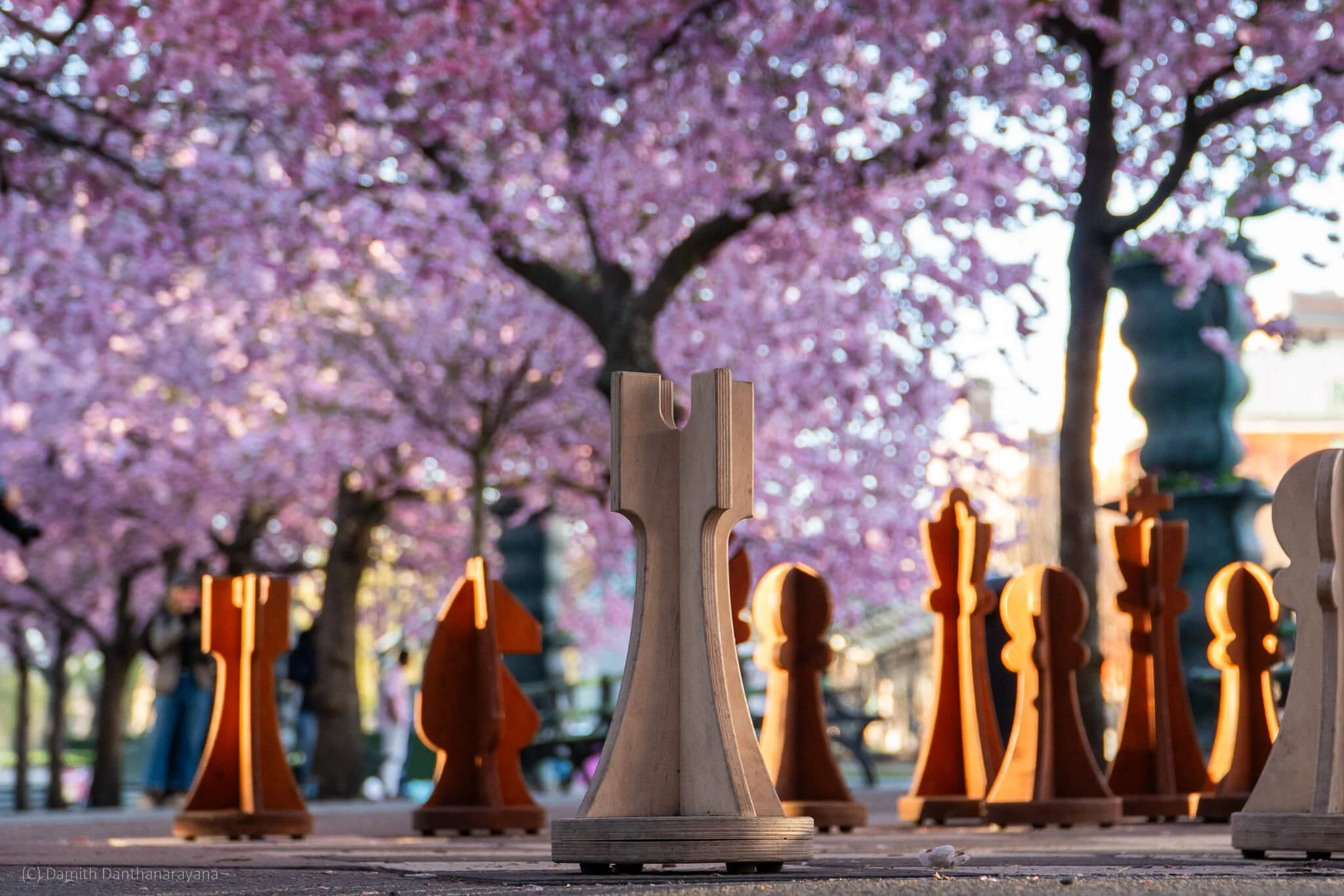 A creative close‑up of large wooden chess pieces arranged outdoors with vibrant cherry blossom trees blooming in the background at Kungsträdgården, Stockholm.