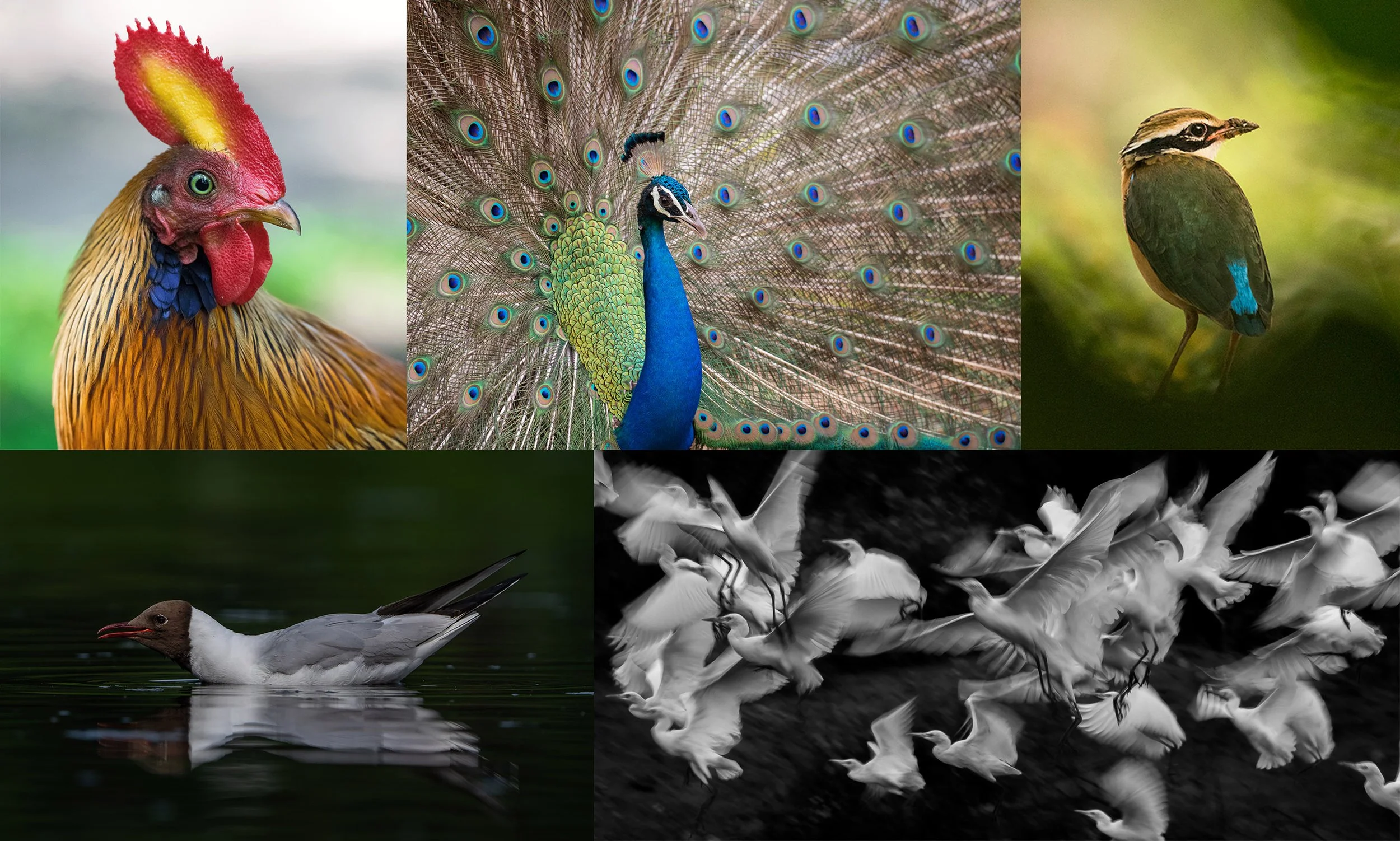 Professional bird photo editing using Lightroom and Photoshop with natural color correction, feather detail enhancement, high‑ISO noise reduction, and competition‑safe workflow. Ideal for wildlife and bird photographers seeking authentic results.