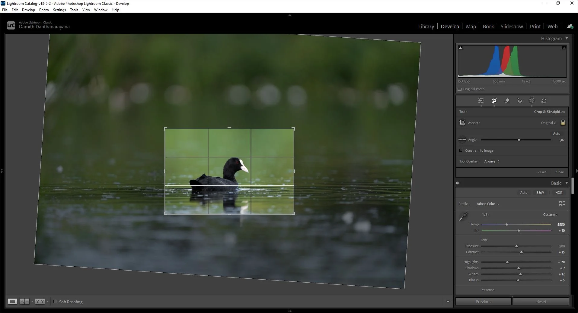 Lightroom Classic screenshot showing my line of bird‑photo editing workflow, demonstrating why Classic remains my main tool for high‑volume RAW editing compared to Lightroom CC’s cloud‑based interface.