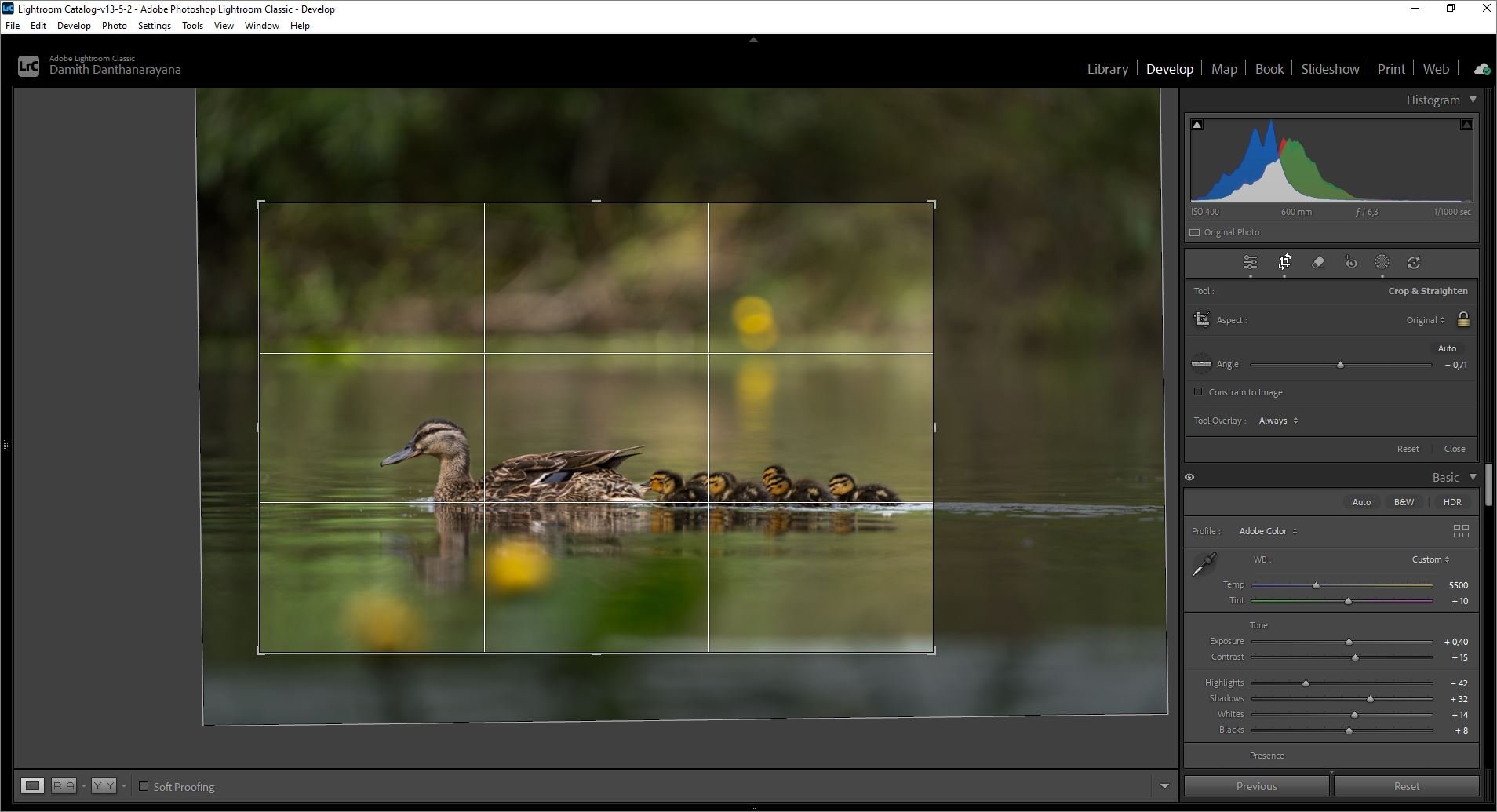 Bird‑photo editing in Lightroom Classic, showing the local‑file workflow that outperforms Lightroom CC for my RAW‑heavy shoots.