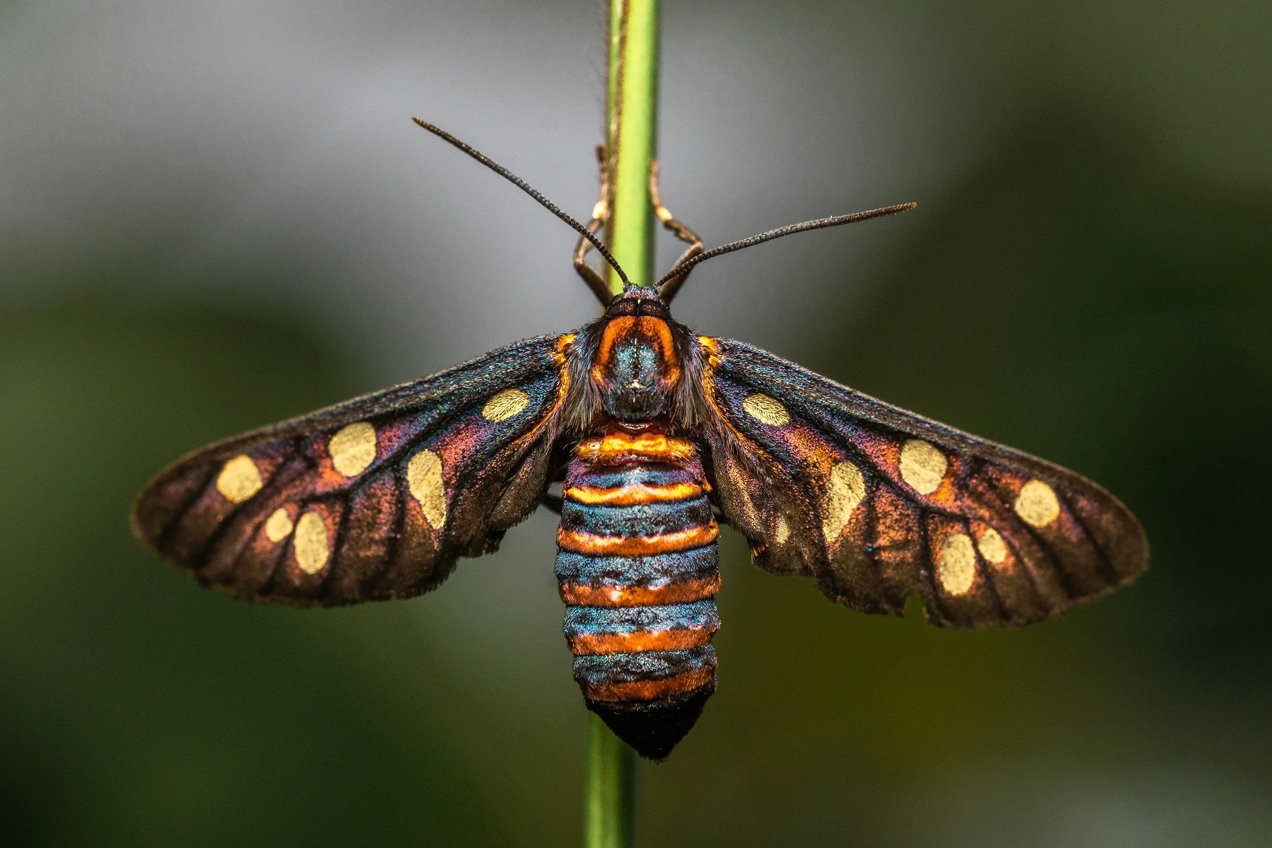 Your Beginner's Guide to Stunning Macro-Insect Photography — Damith ...