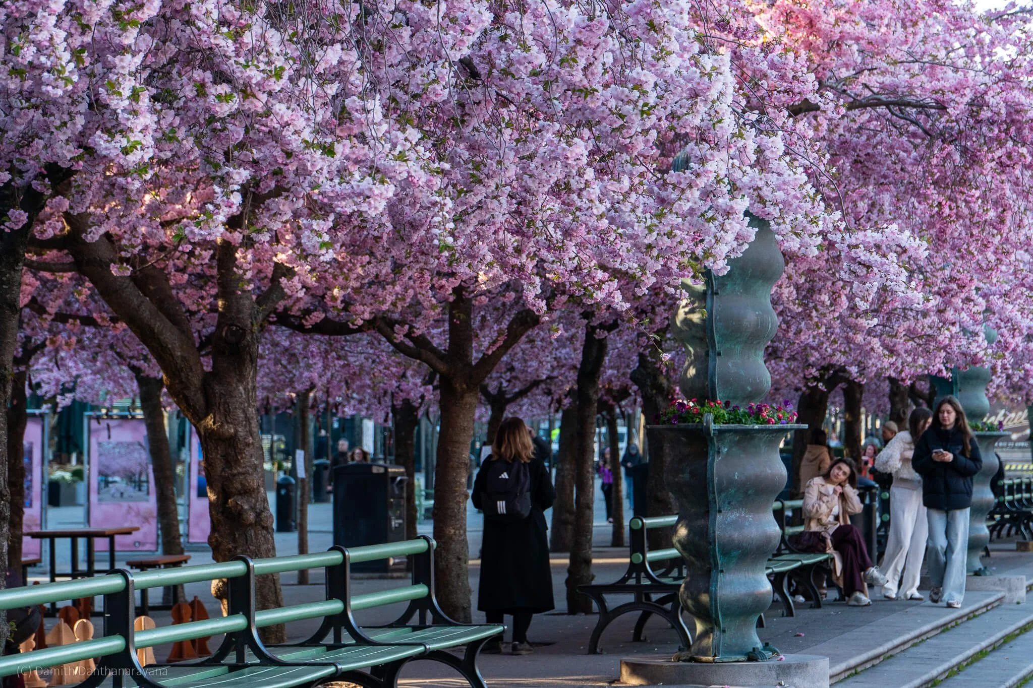 People sit on benches and stroll beneath the blossoms, enjoying the vibrant atmosphere of cherry blossom season. The soft light highlights the dense clusters of pink flowers.