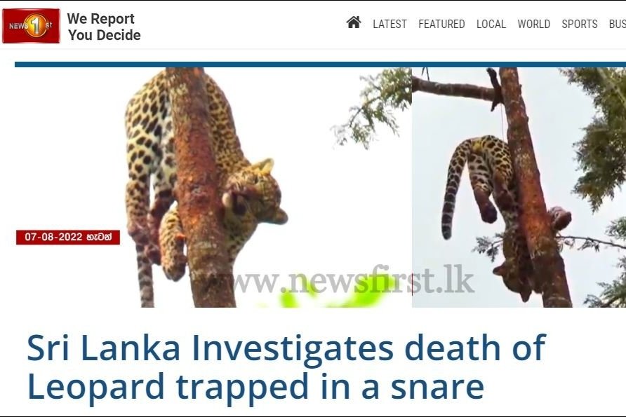 Sri Lankan leopards (Panthera pardus kotiya) — Damith Danthanarayana
