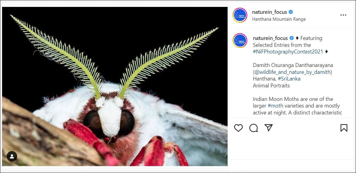 Close-up of an Indian Moon Moth with large, brown eyes and prominent feathery antennae, set against a black background.