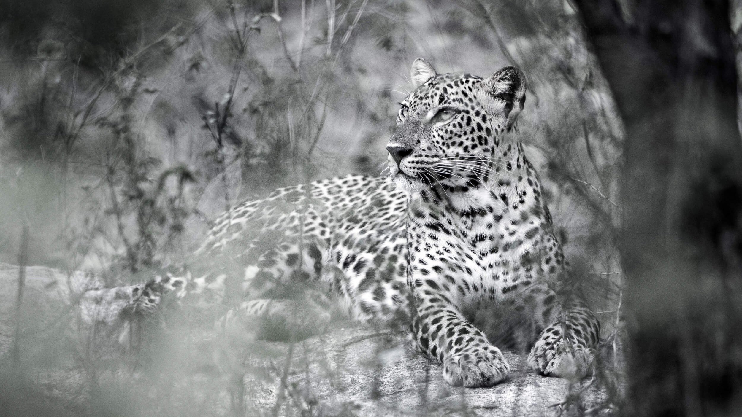 10 Tips for Better Wildlife Photography — Damith Danthanarayana