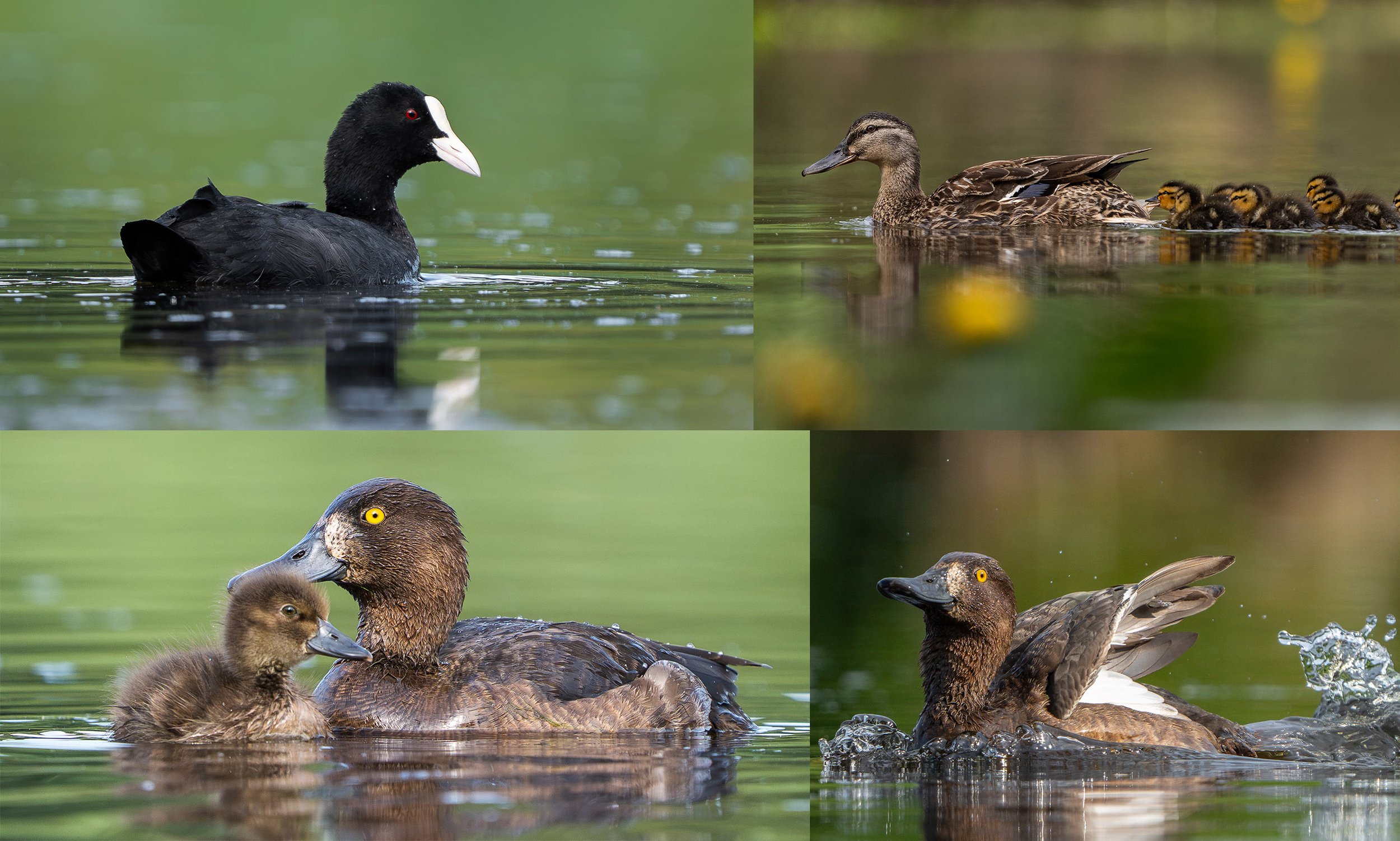 Expert Lightroom and Photoshop editing for birds in flight, including motion balancing, exposure correction, sky refinement, and natural feather texture enhancement.