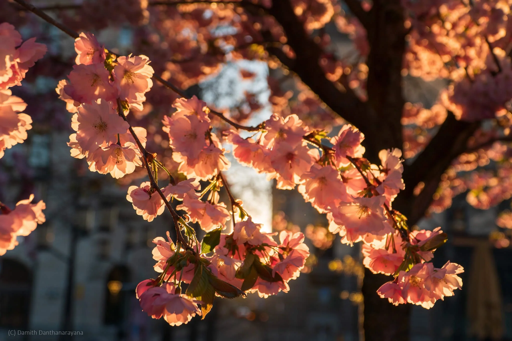 A close‑up view of vibrant pink cherry blossoms in full bloom at Kungsträdgården, Stockholm, glowing beautifully in the warm morning sunlight.