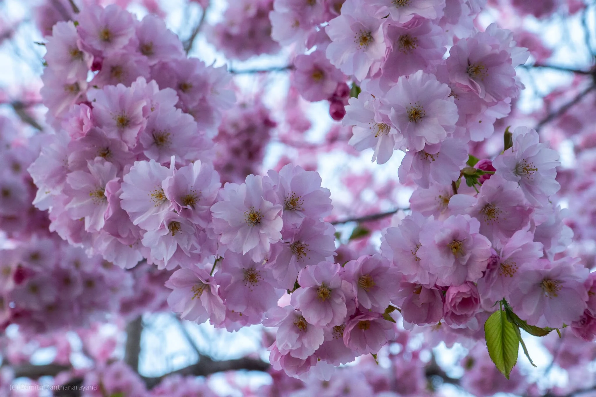 A close‑up of soft pink cherry blossoms in full bloom at Kungsträdgården, Stockholm. The delicate petals and yellow centers are captured sharply against a gentle blue sky, highlighting the fresh, vibrant beauty of spring.