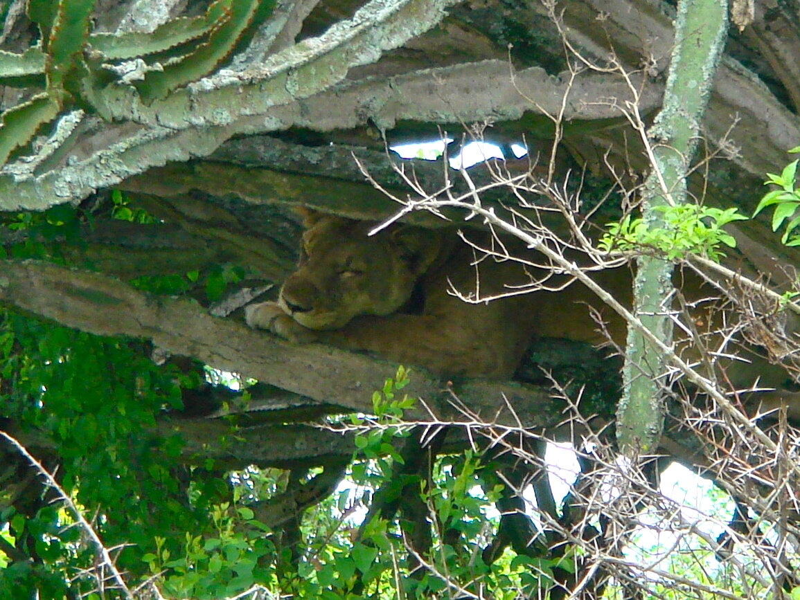If you were to find yourself being chased by a lion you might try and climb a tree to escape - but that wouldn’t help in the Queen Elizabeth National Park in Uganda.&nbsp;Lions have been spotted sleeping in trees as they digest their lunch and escape the hottest part of the day.&nbsp;I went on safari with an expert in tree climbing lions to try and spot this rare behaviour, here’s my report for BBC World News.